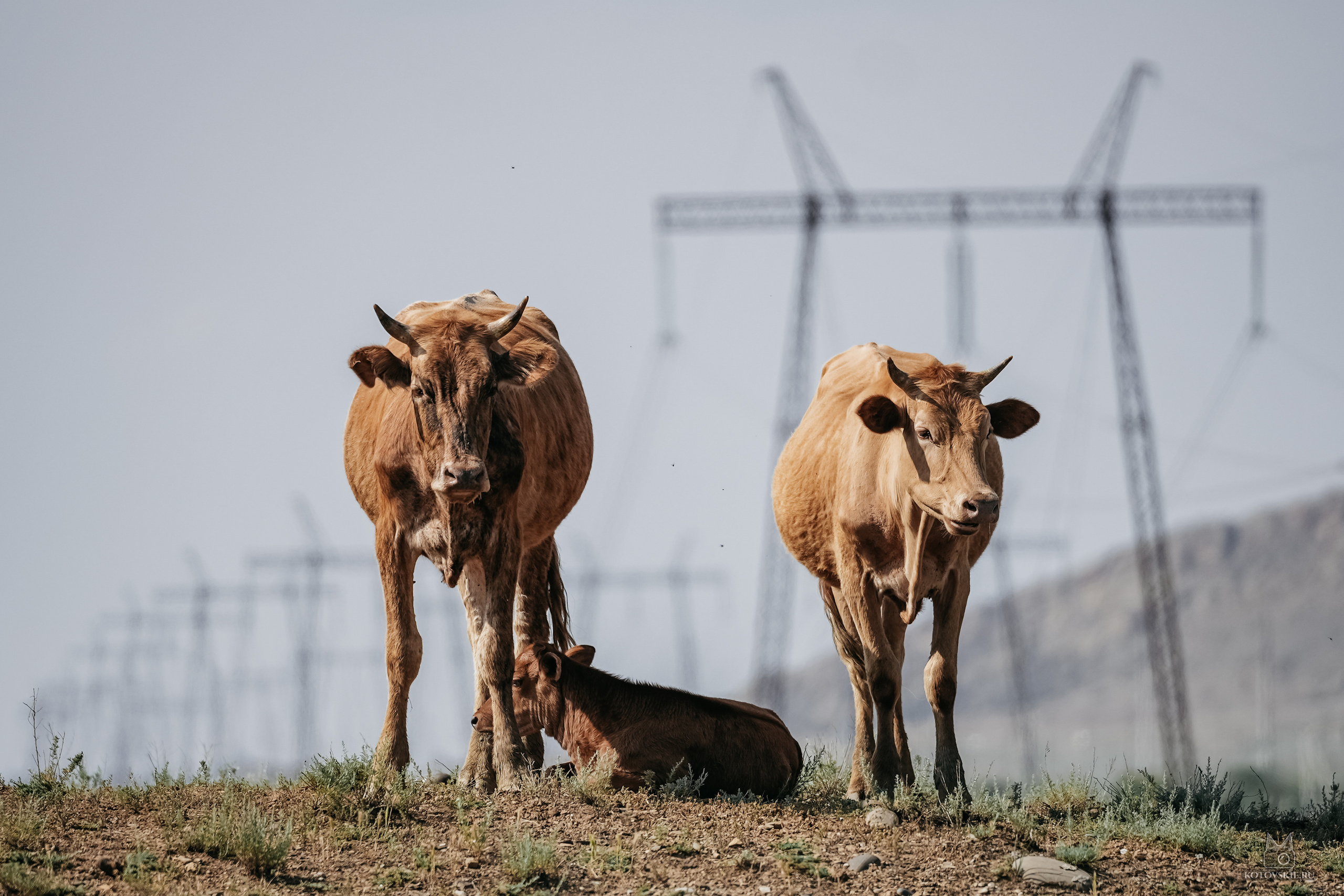Дагестан. Event фотограф Степанова Александра