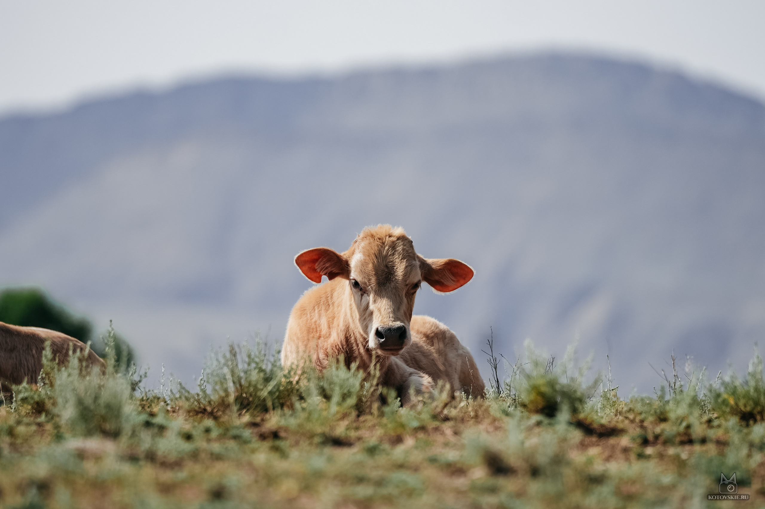 Дагестан. Event фотограф Степанова Александра