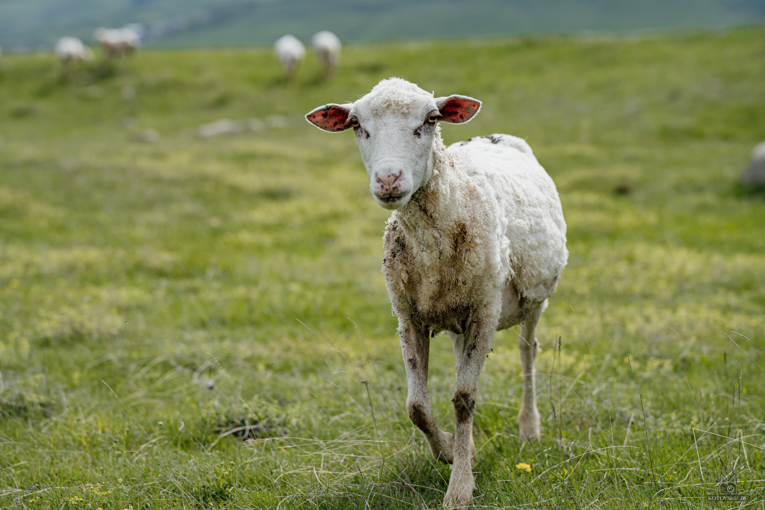 Дагестан. Event фотограф Степанова Александра