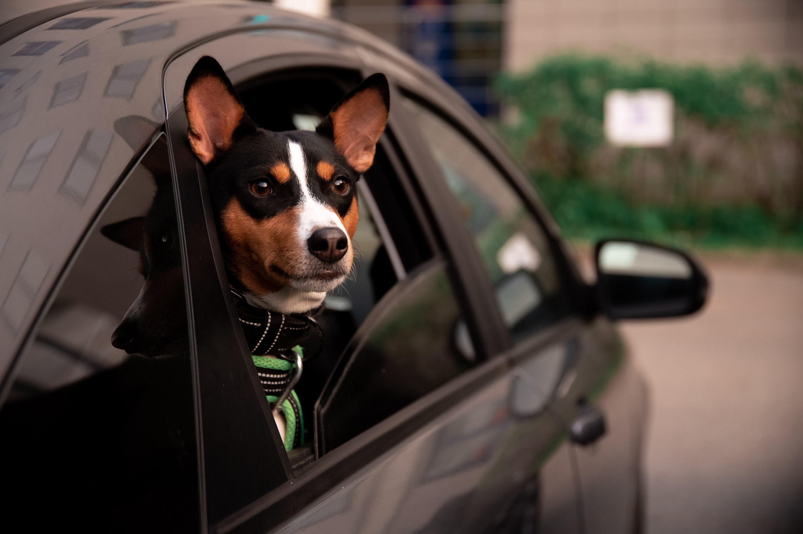 Собаки. Фотограф-анималист в Санкт-Петербурге Анастасия Иванова