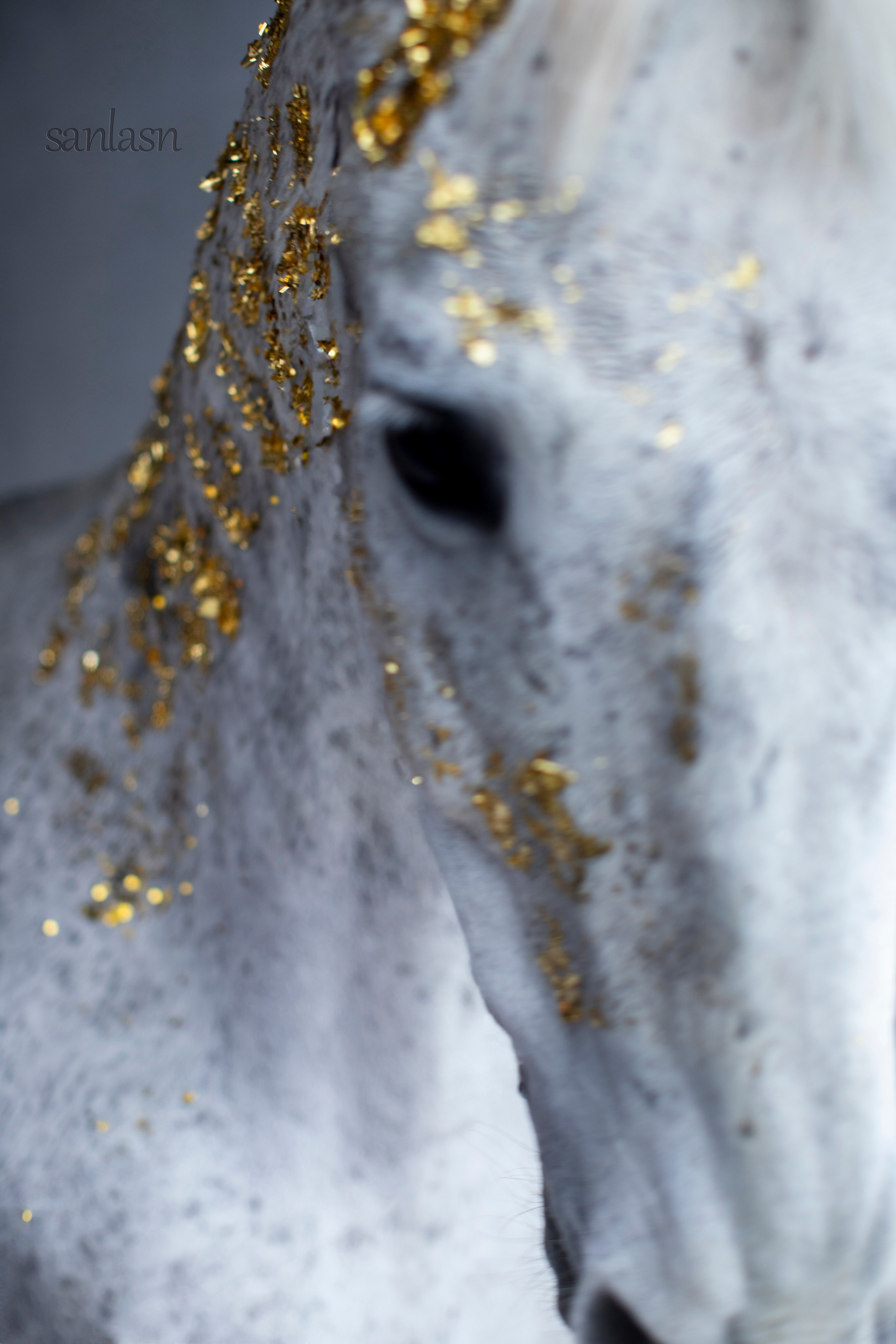 Животные. Фотограф в Москве и в Московской области Сандра