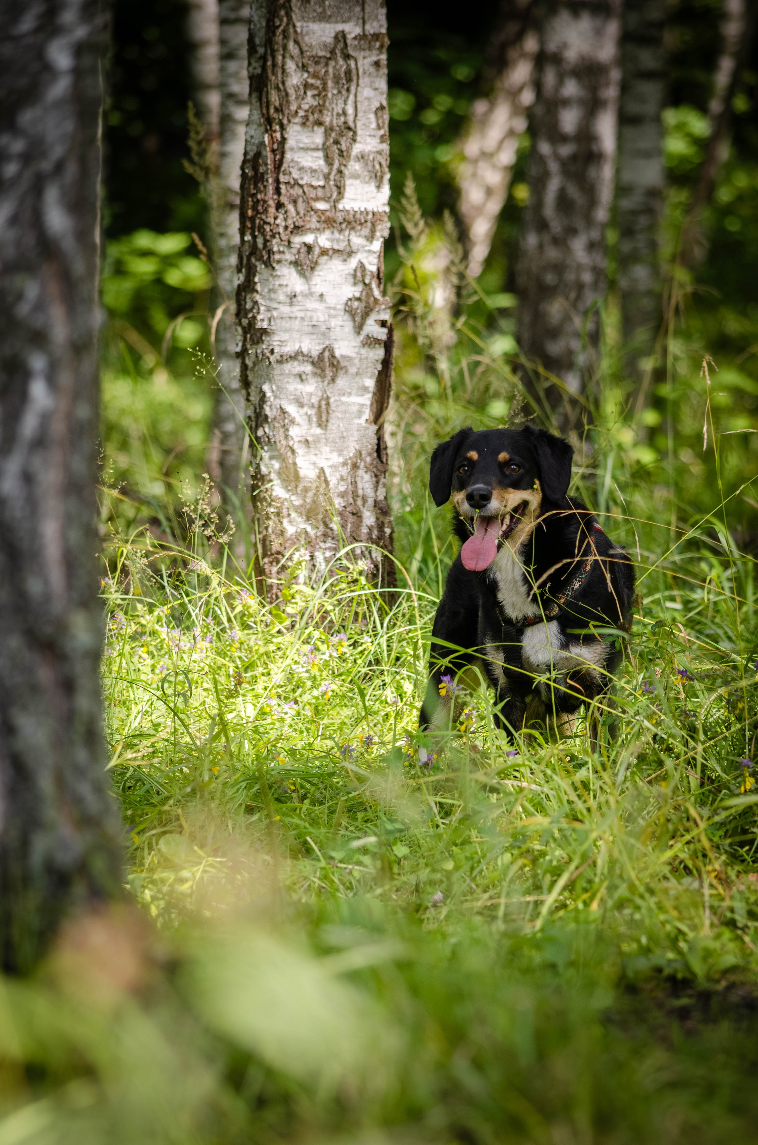 Том и Тося. Фотограф Светлана Блинова, Москва и Московская область