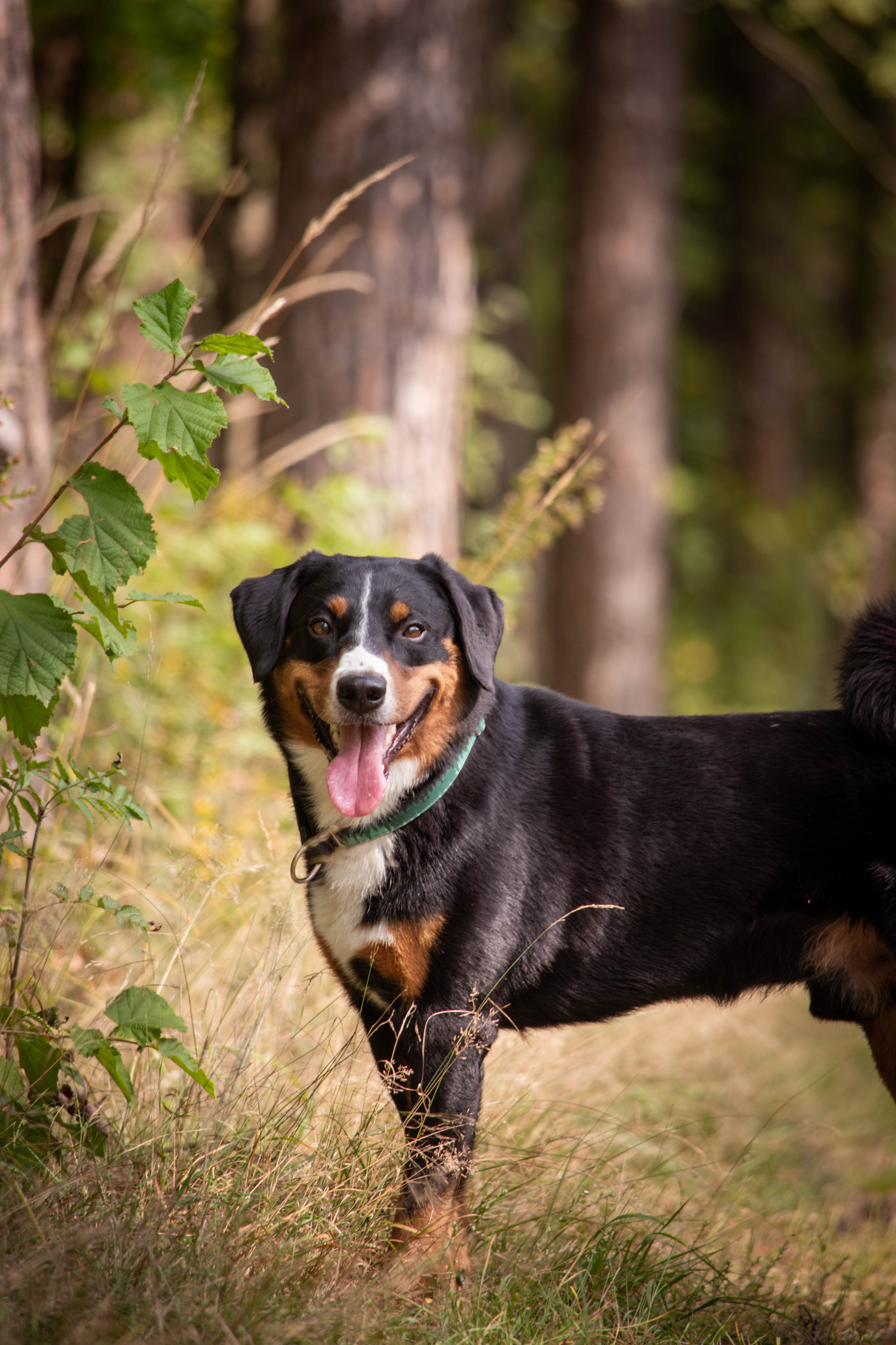 Микки и Юля. Фотограф Светлана Блинова, Москва и Московская область