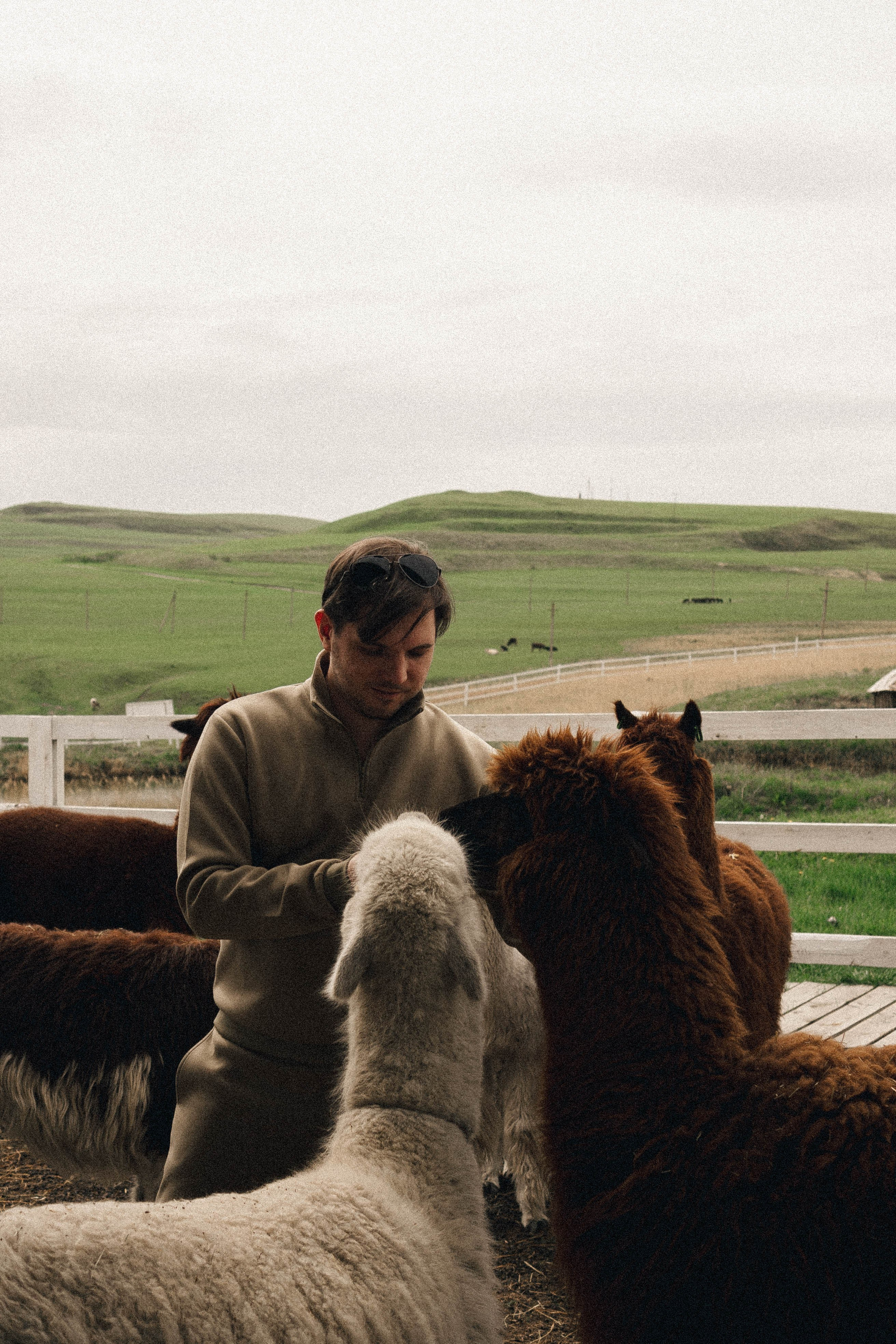 Ферма Альпак. Профессиональный фотограф, Санкт-Петербург — Виктория Богомолова