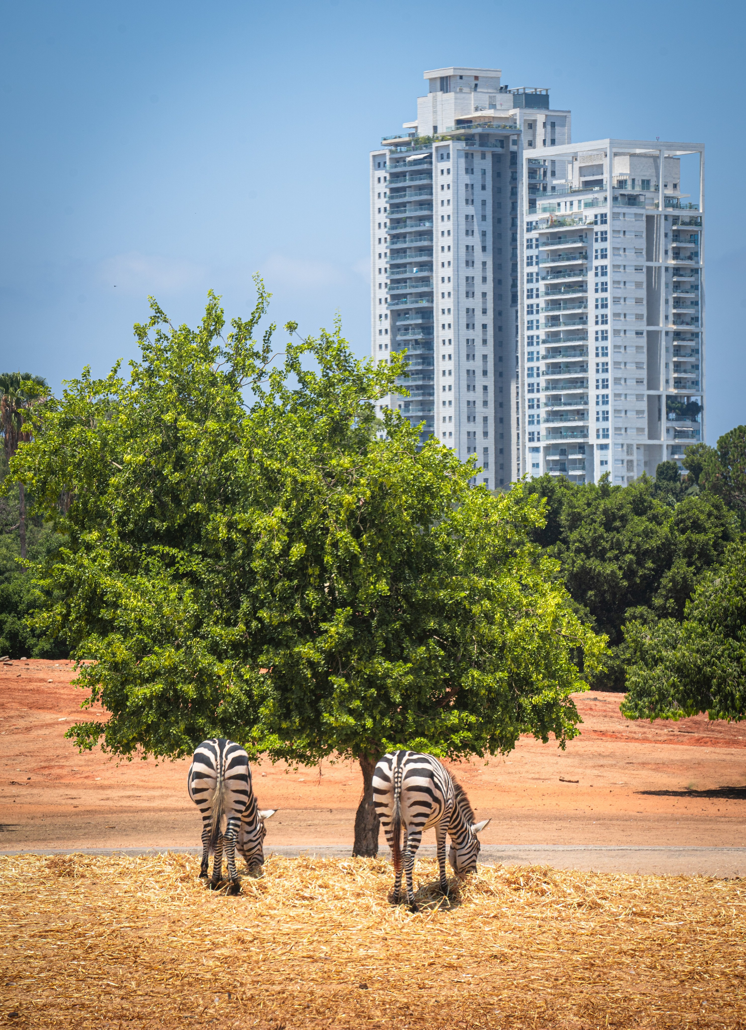 RAMAT GAN NATIONAL PARK. Семейный и travel-фотограф из Израиля