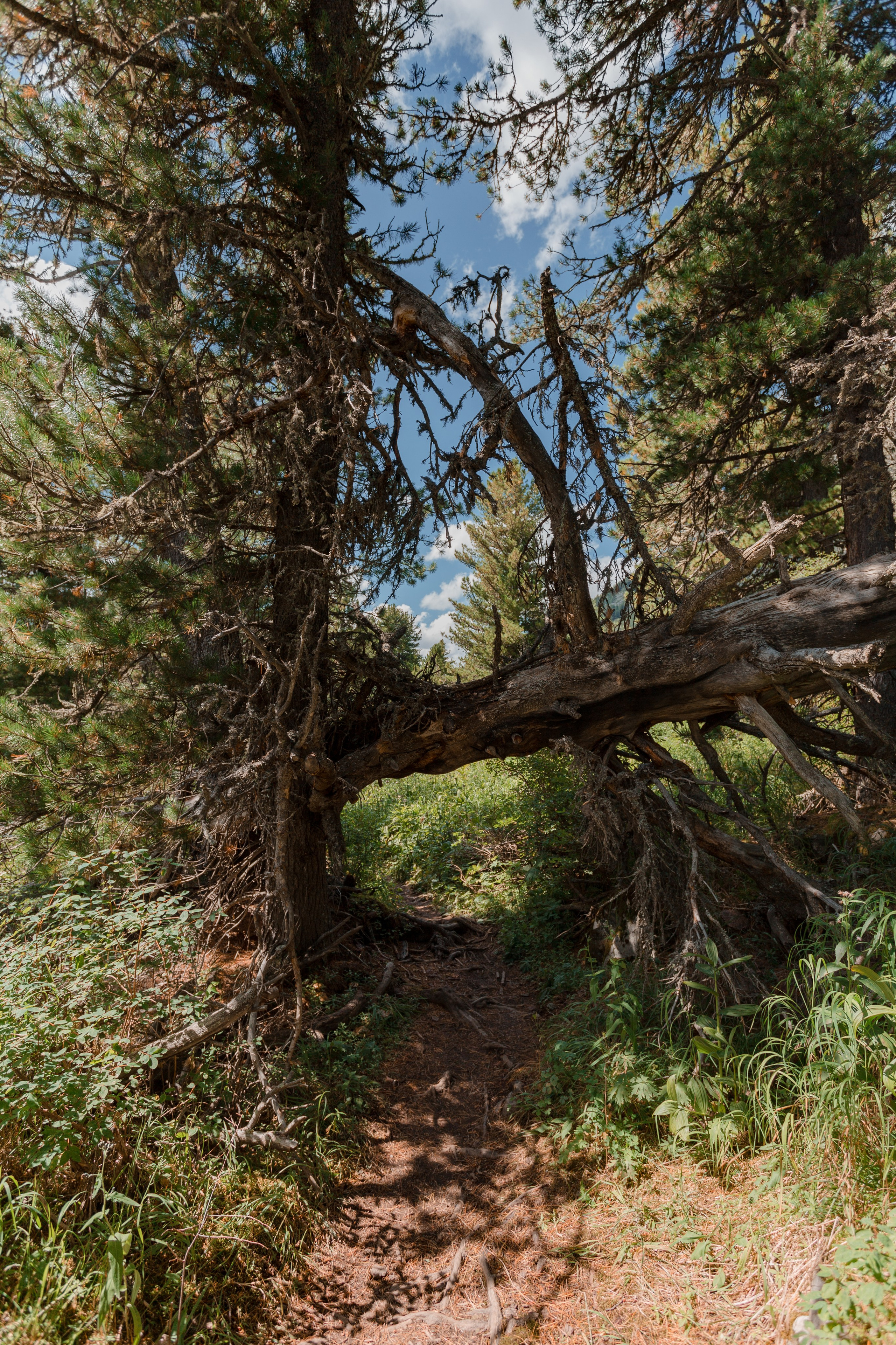 Катунский заповедник, Республика Алтай. Репортажный фотограф в Крыму Ксения Гасица