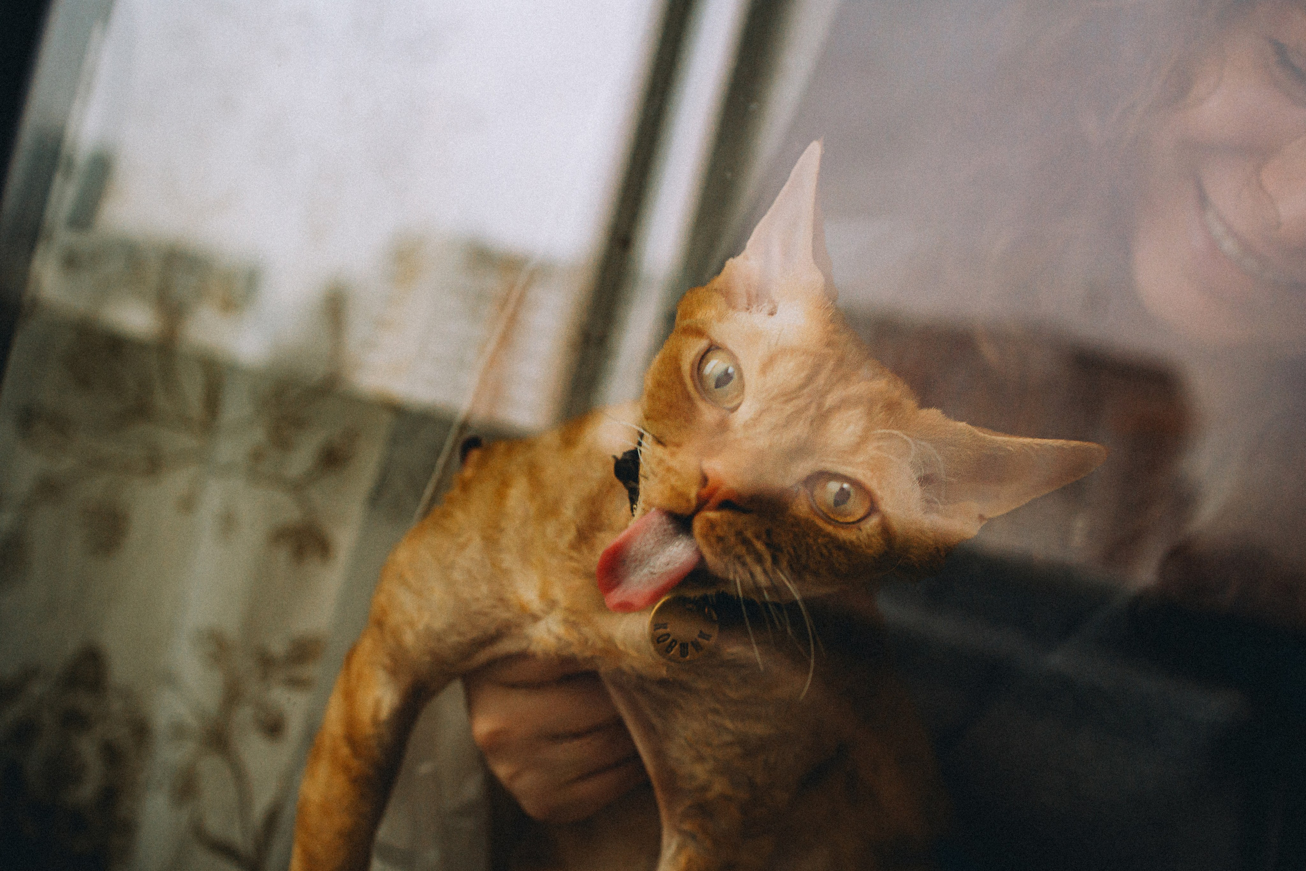 Гречка, Ковш и их семья