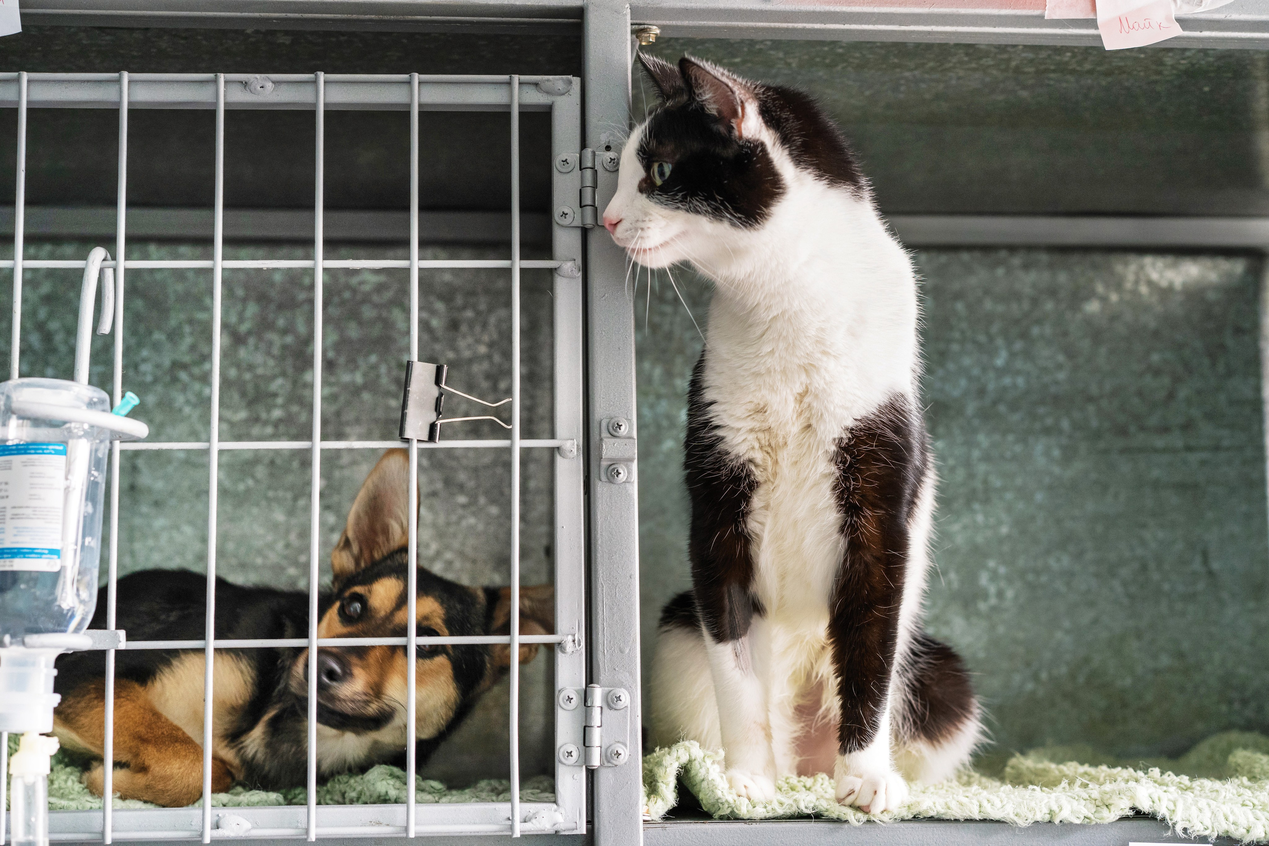 Vet clinic. Nina Petina