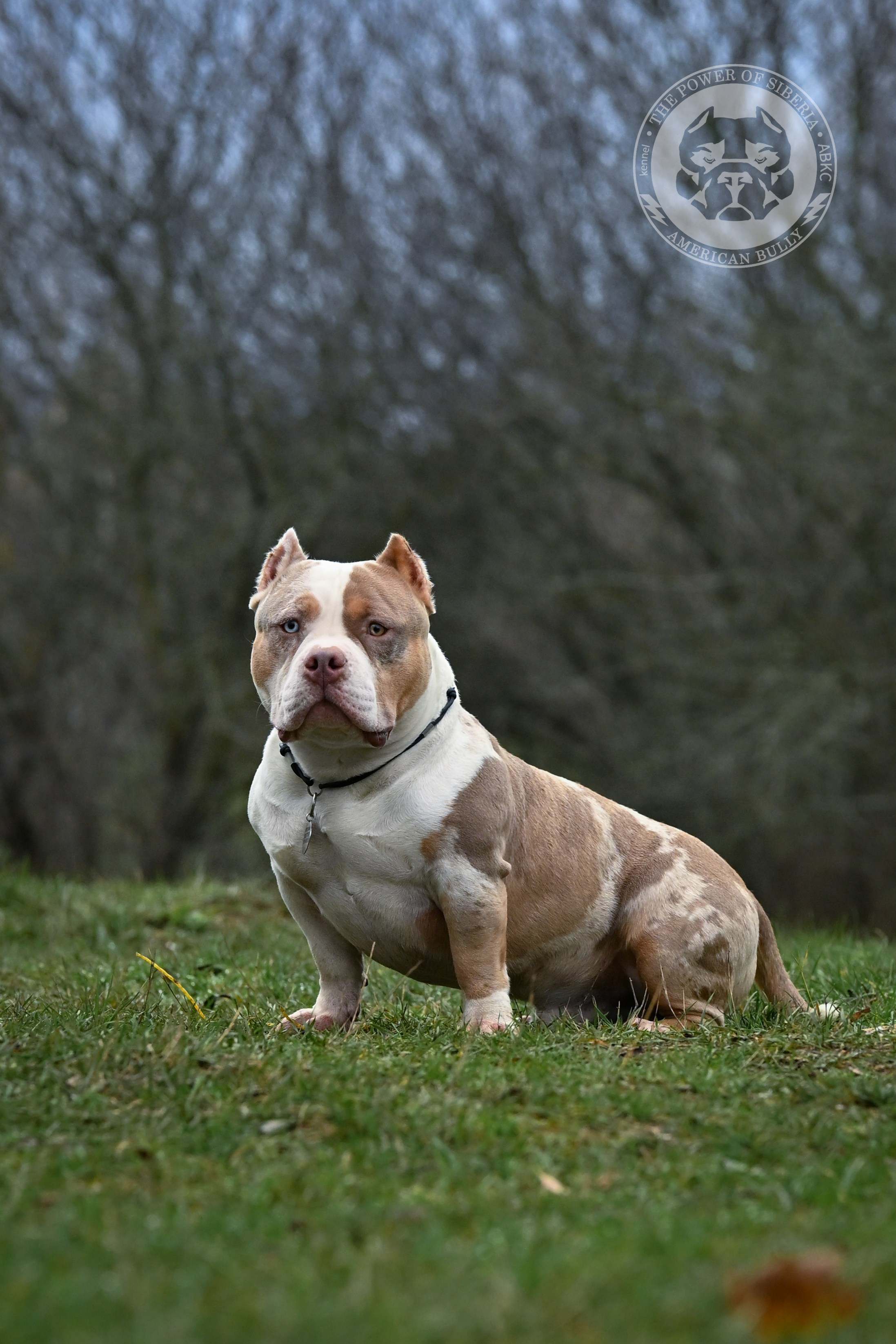 THE POWER OF SIBERIA SIMBA. Американский Булли в г. Ростов-на-Дону. Питомник THE POWER OF SIBERIA