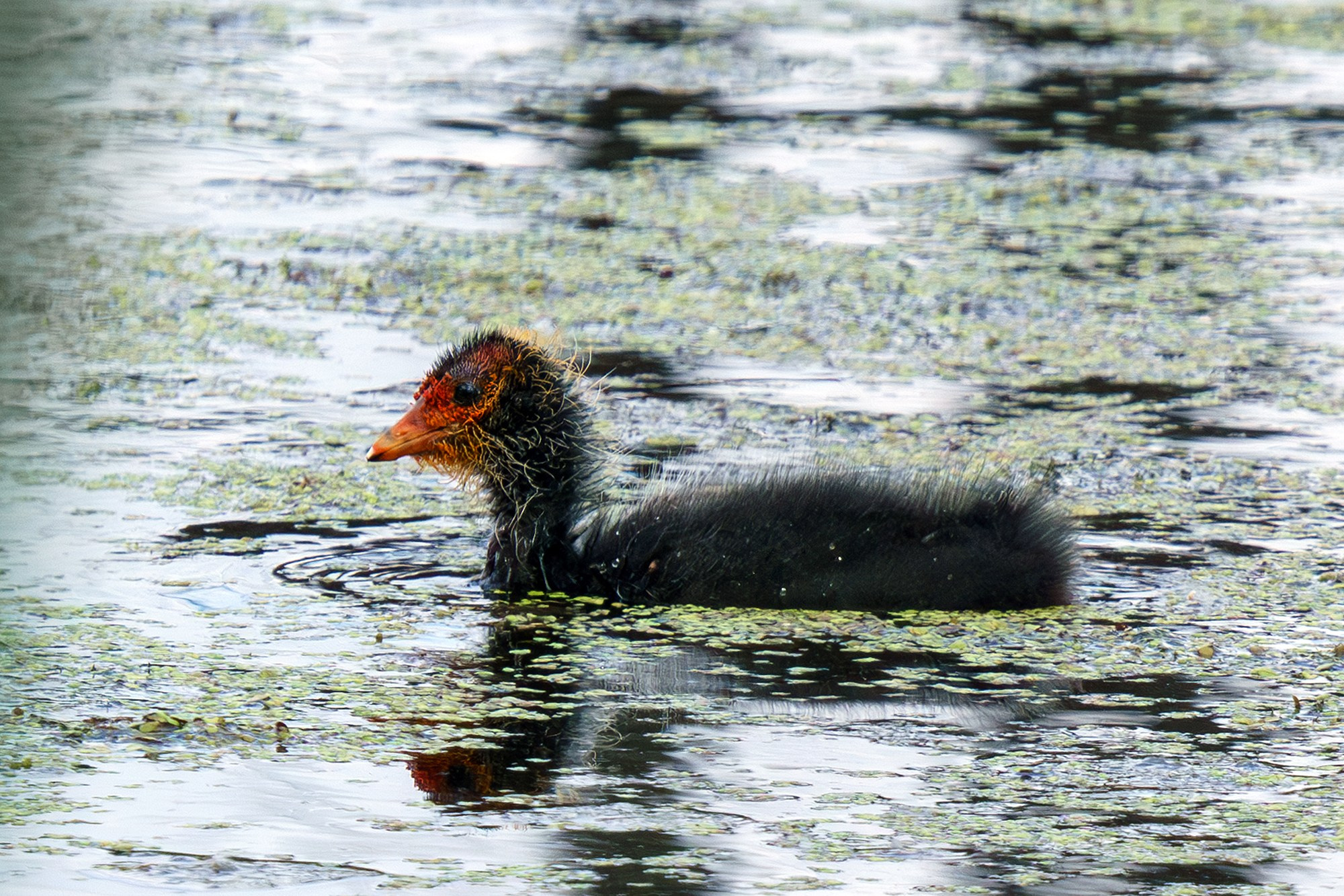 Удивительные мир птиц. Вокруг нас столько прекрасного — присмотритесь!. Ваш личный фотограф Марина Волкова