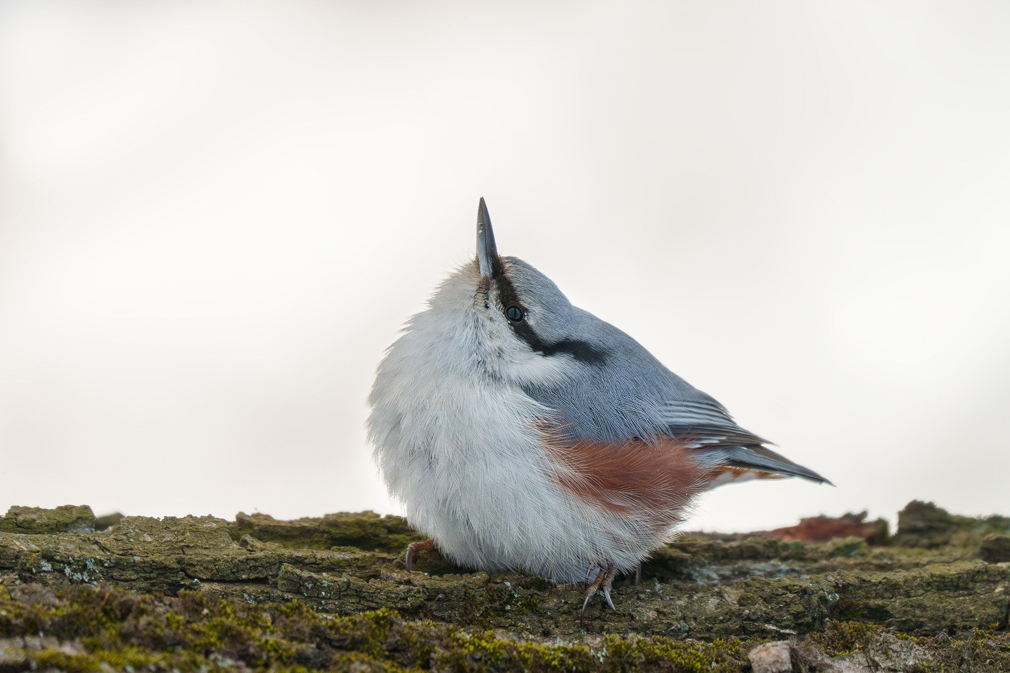 Удивительные мир птиц. Вокруг нас столько прекрасного — присмотритесь!. Ваш личный фотограф Марина Волкова