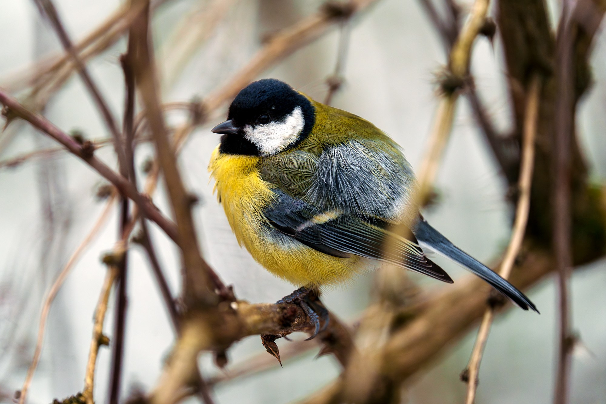 Удивительные мир птиц. Вокруг нас столько прекрасного — присмотритесь!. Ваш личный фотограф Марина Волкова