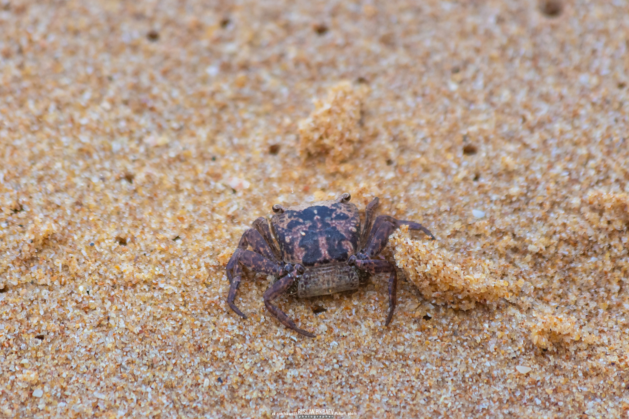 ШРИ-ЛАНКА 2025 / SRI LANKA 2025. Главная