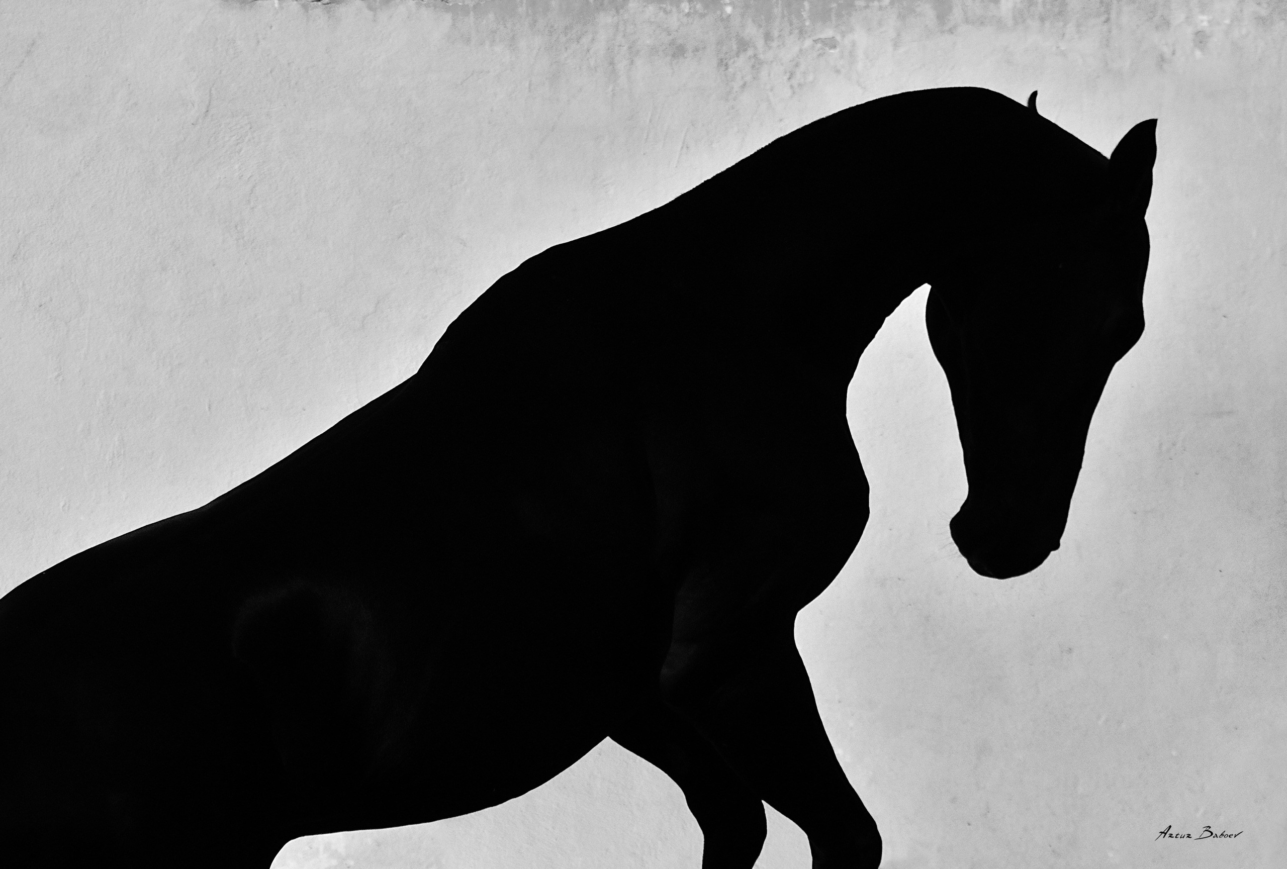 Gallery. Art photos of horses — ARTUR BABOEV | Photographer