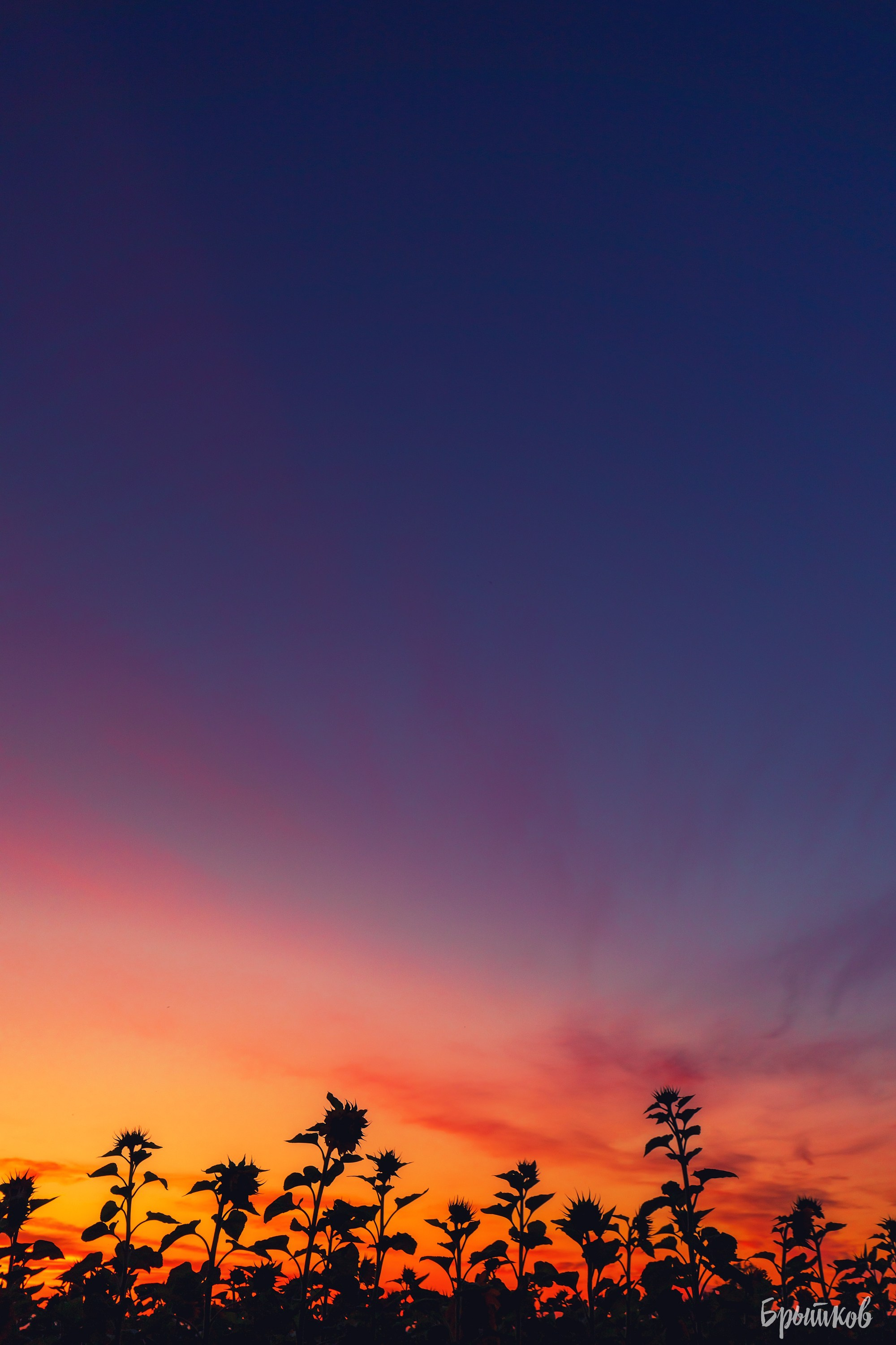 Поля. Подсолнухи. Николай Брытков — фотограф в Туле