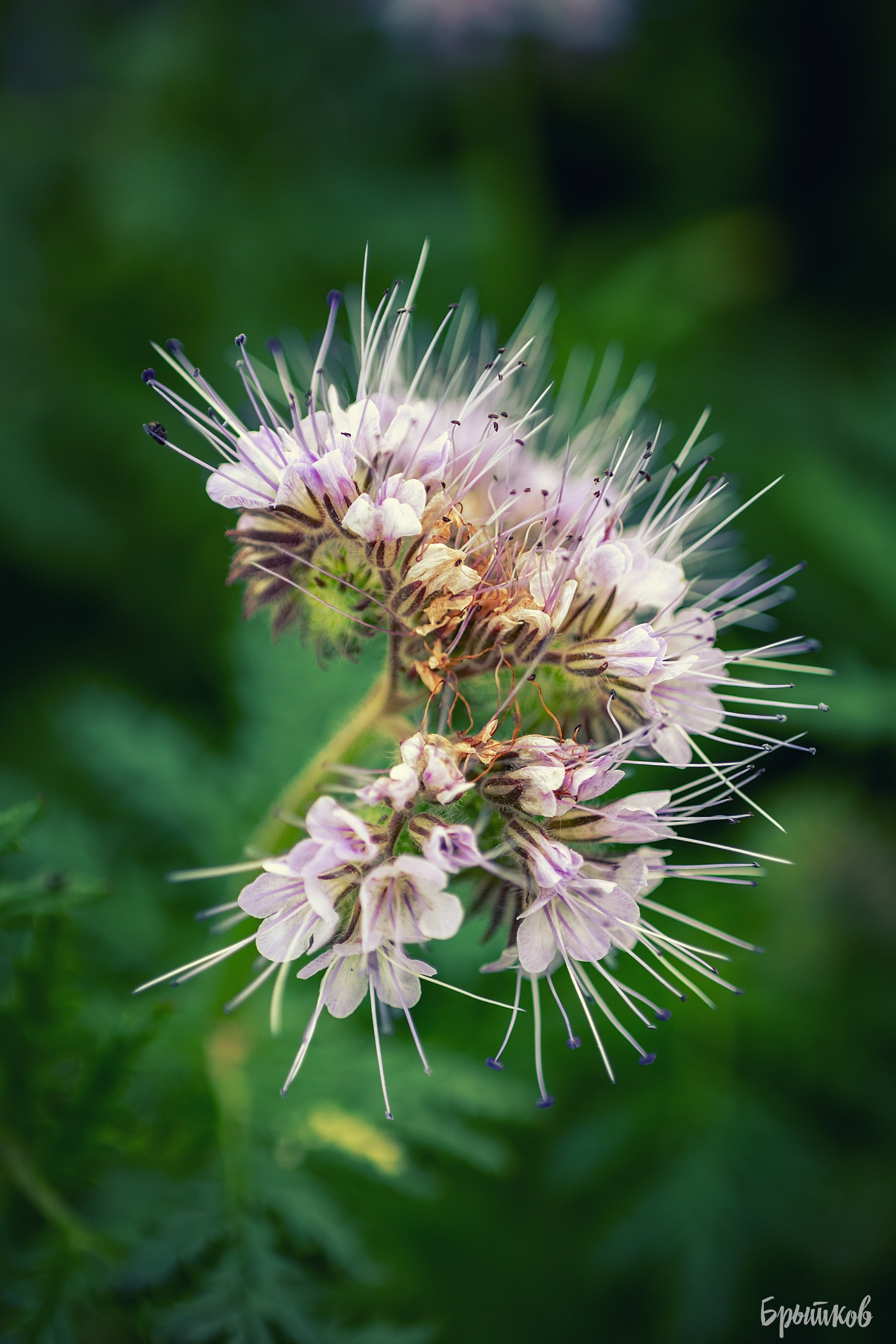 Фацелия. Николай Брытков — фотограф в Туле