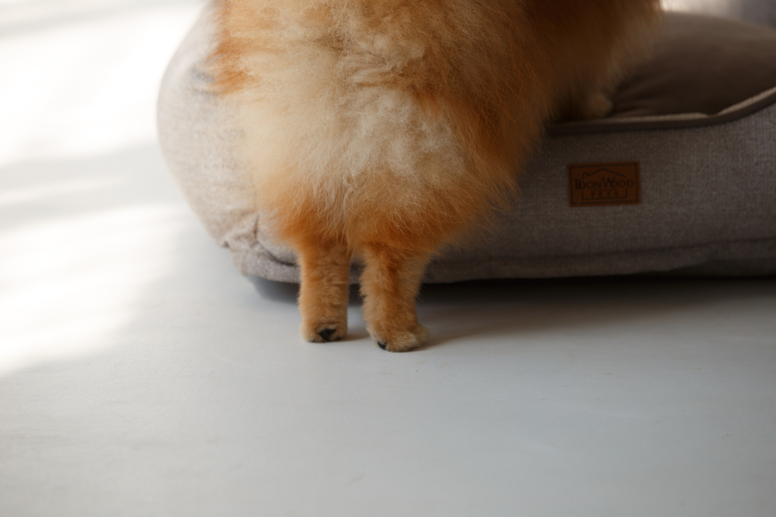 Boonwood Pets лежанки для животных. Фотограф анималист Кристина Карпова, Москва