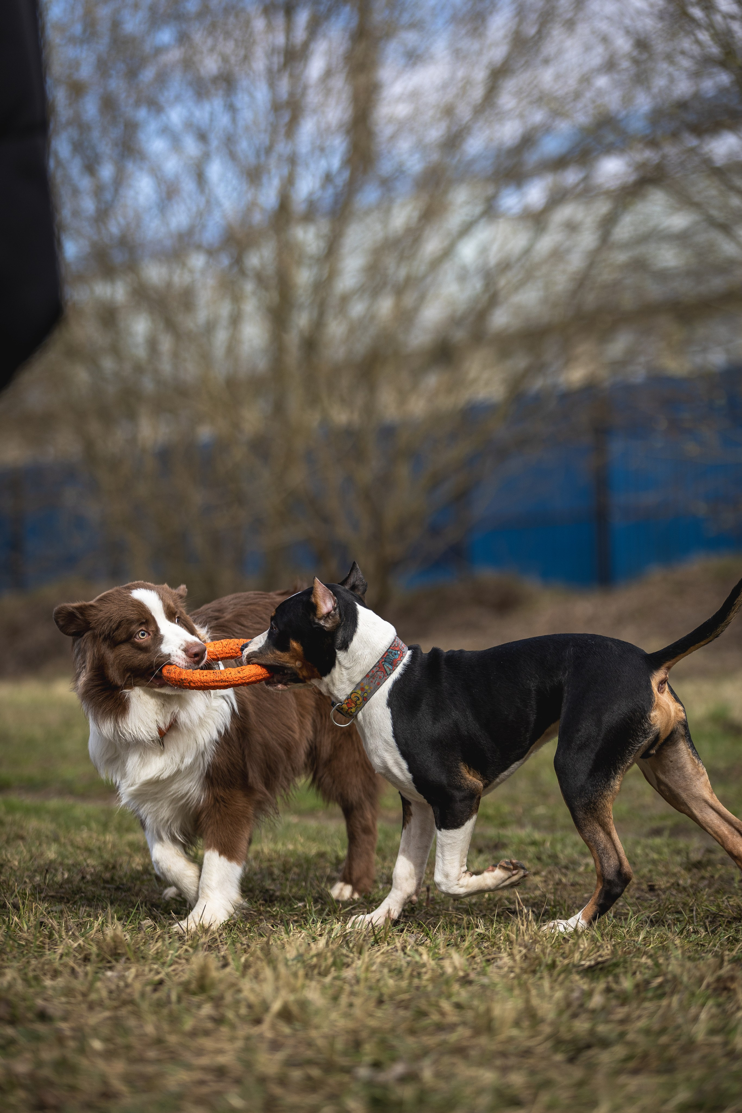 Догтуса 24.03.2024. Ирина Голомб|Фотограф-анималист в  Сочи и Калининграде