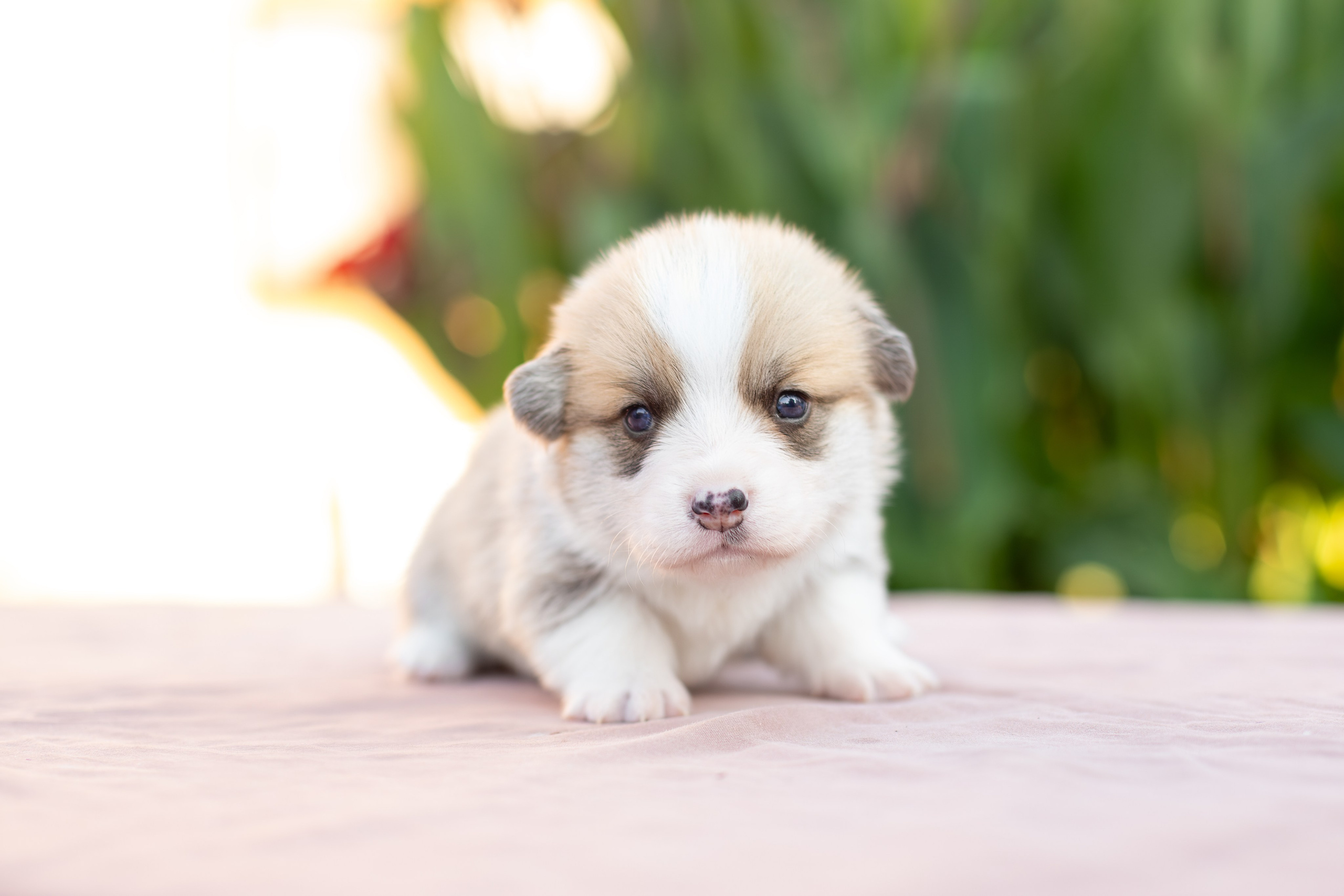 Малыши коржики. Ирина Голомб|Фотограф-анималист в  Сочи и Калининграде