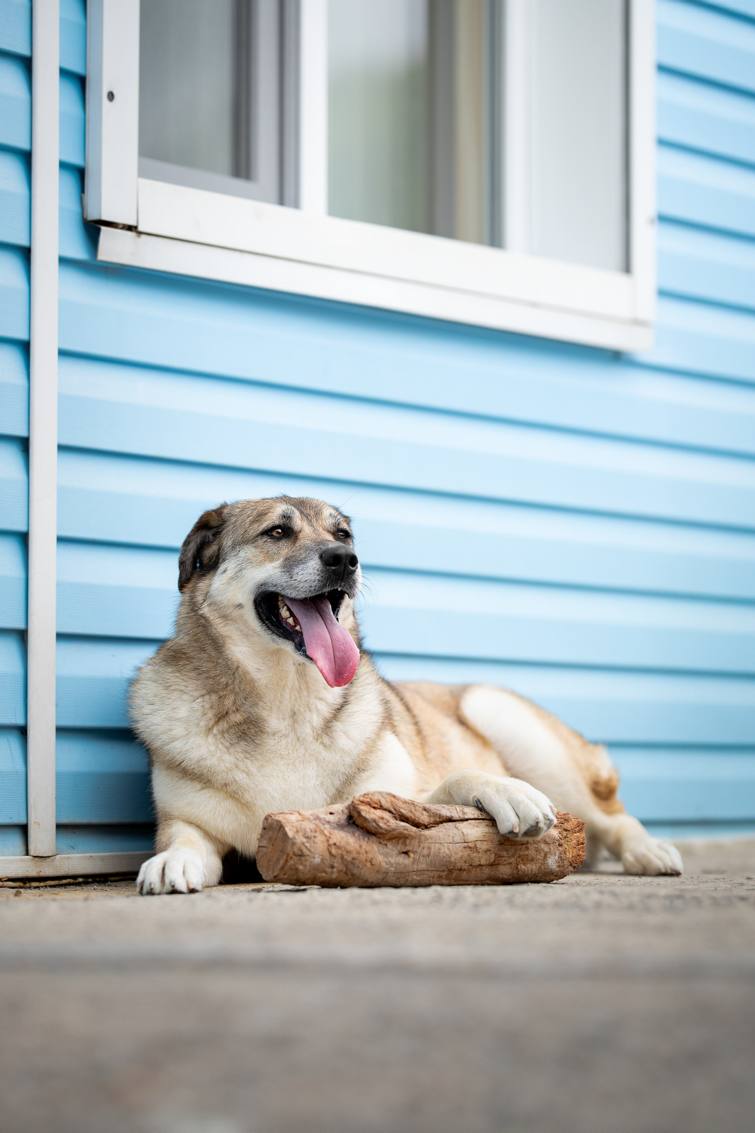 Мини-приют «Возрождение». Ирина Голомб|Фотограф-анималист в  Сочи и Калининграде