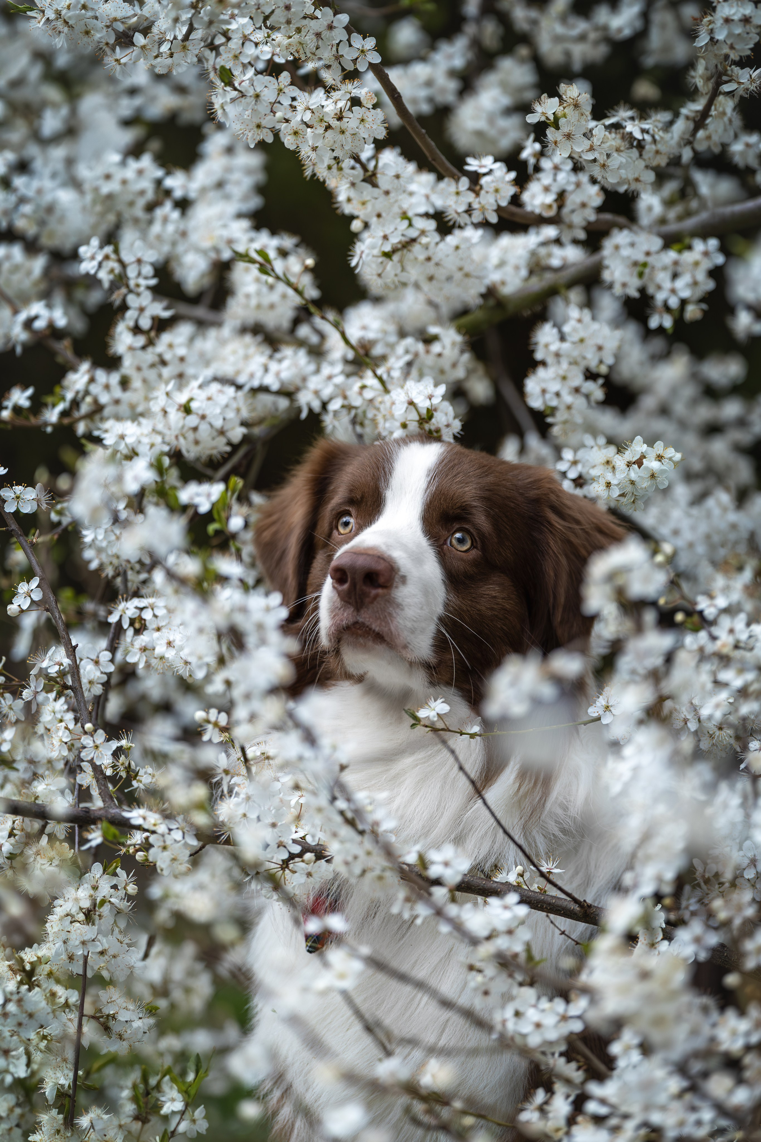 Дин, Австралийская Овчарка. Ирина Голомб|Фотограф-анималист в  Сочи и Калининграде
