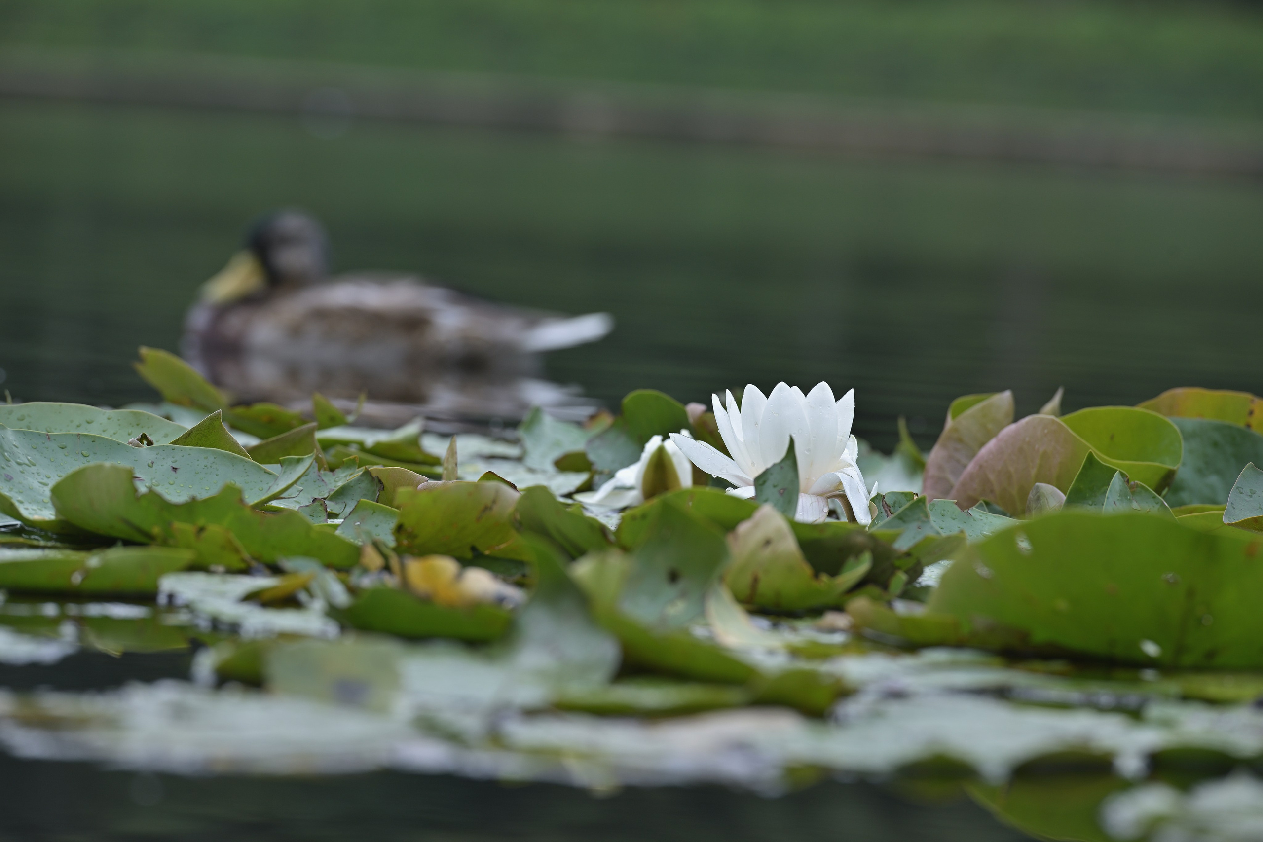 Сергей Люльченко фотоальбом