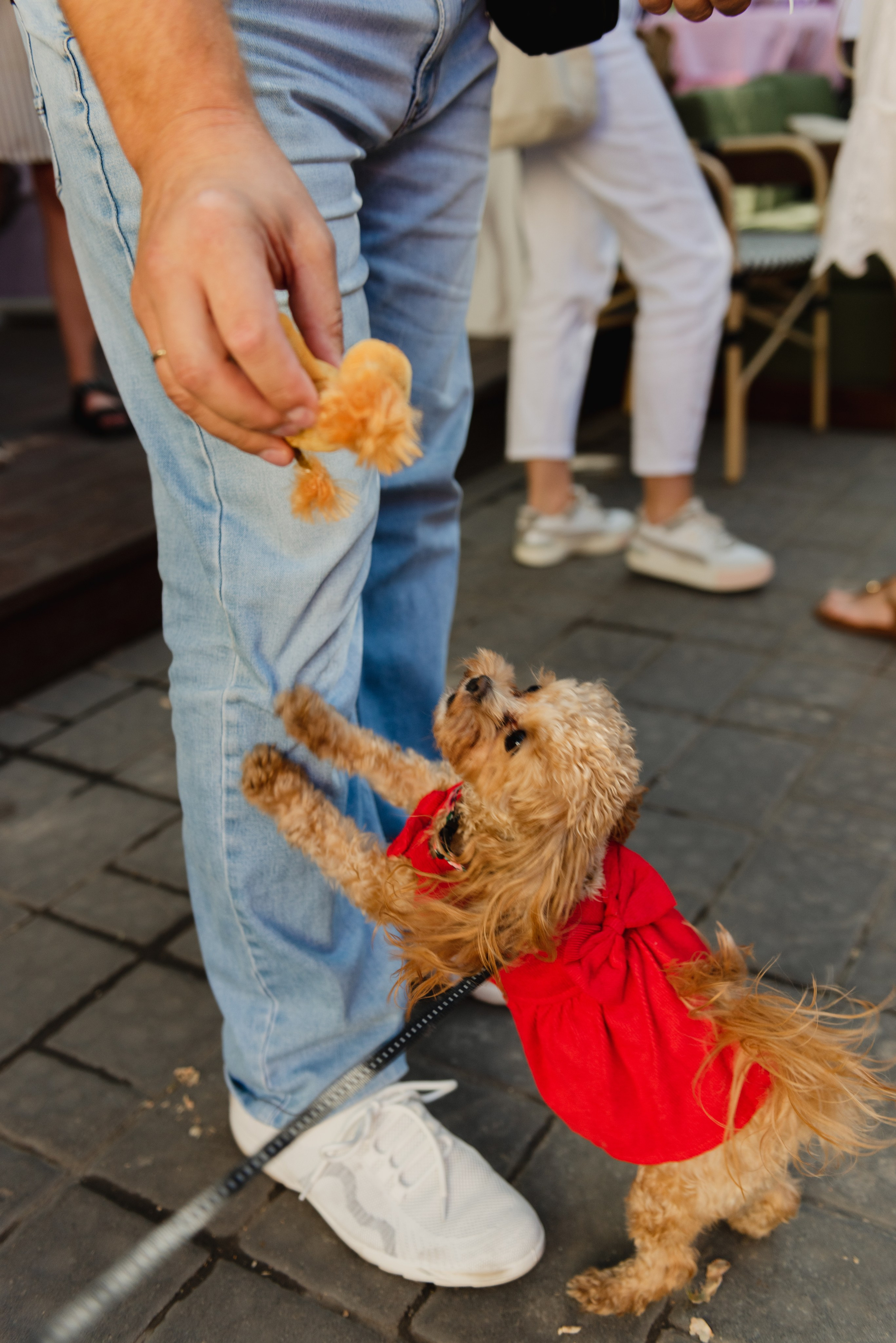 Pets. Фотограф в Москве Daria Lens
