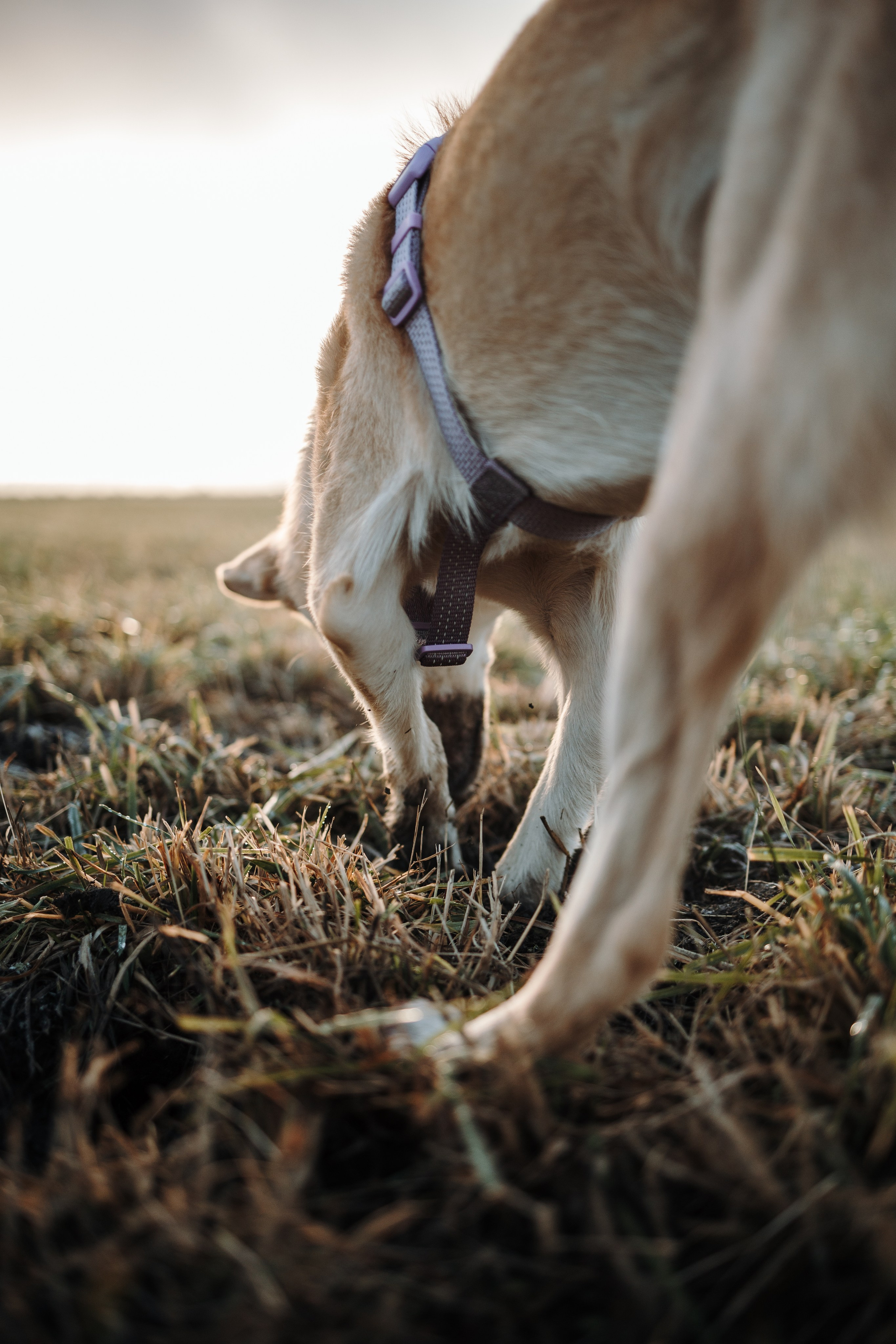 Юля и Джесси. Фотограф — Анималист | Санкт-Петербург