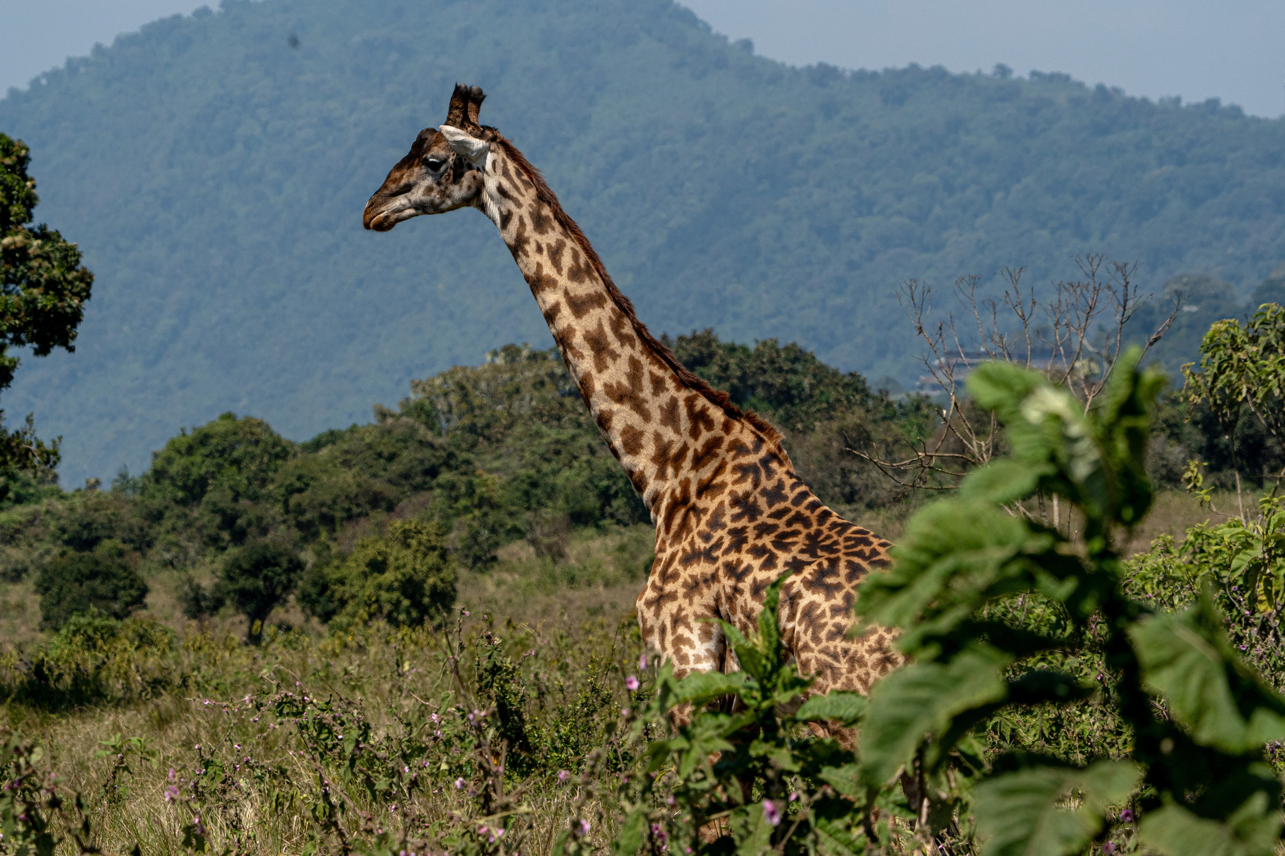 Танзания, сафари, 2025. Творческие сьемки