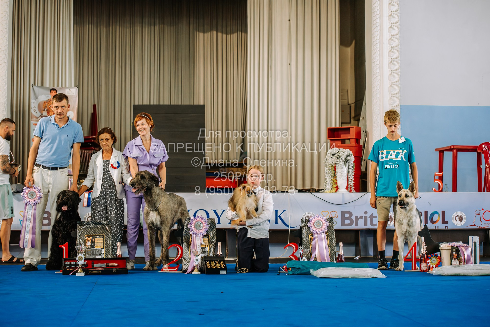 Национальная выставка собак всех пород ранга САС-IKU «Кубок Красноярск. Фотограф Диана Оленина Красноярск / Братск