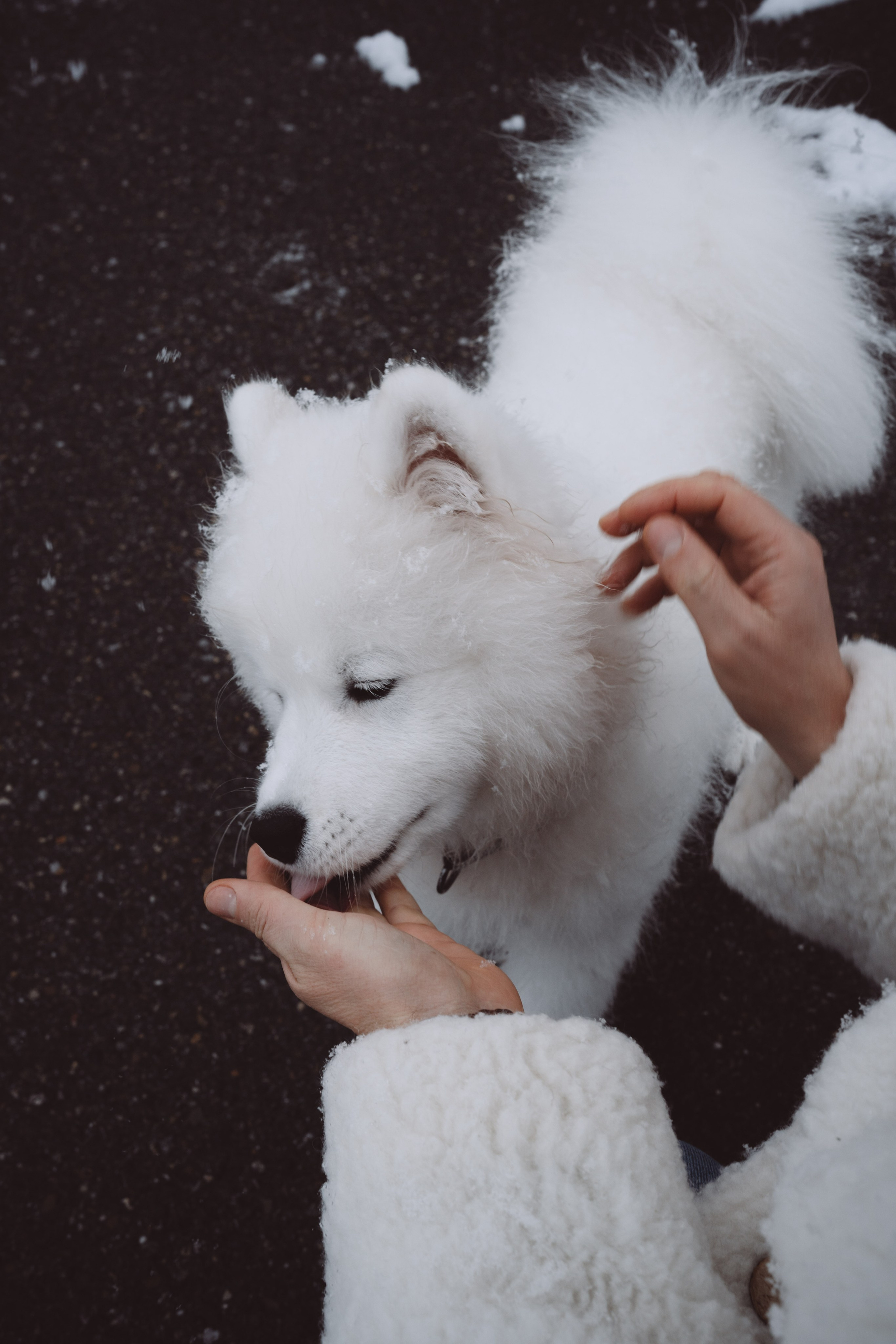 Антон, Дарья и Шани. Фотограф в Сочи Щетинина Анастасия