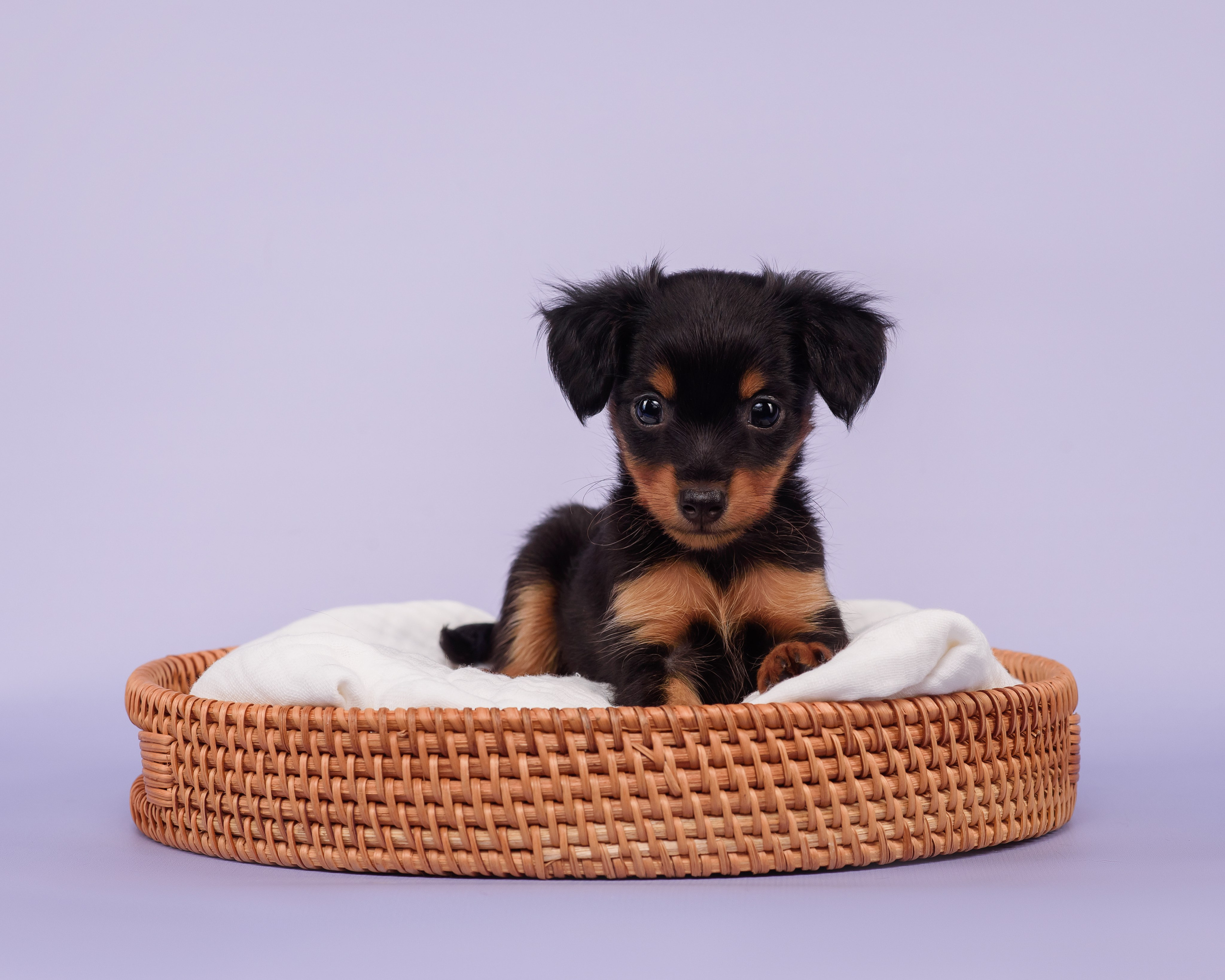 Малыши пражских крысариков — 30.07.2025. Фотограф — Анималист | Анна Абрамова