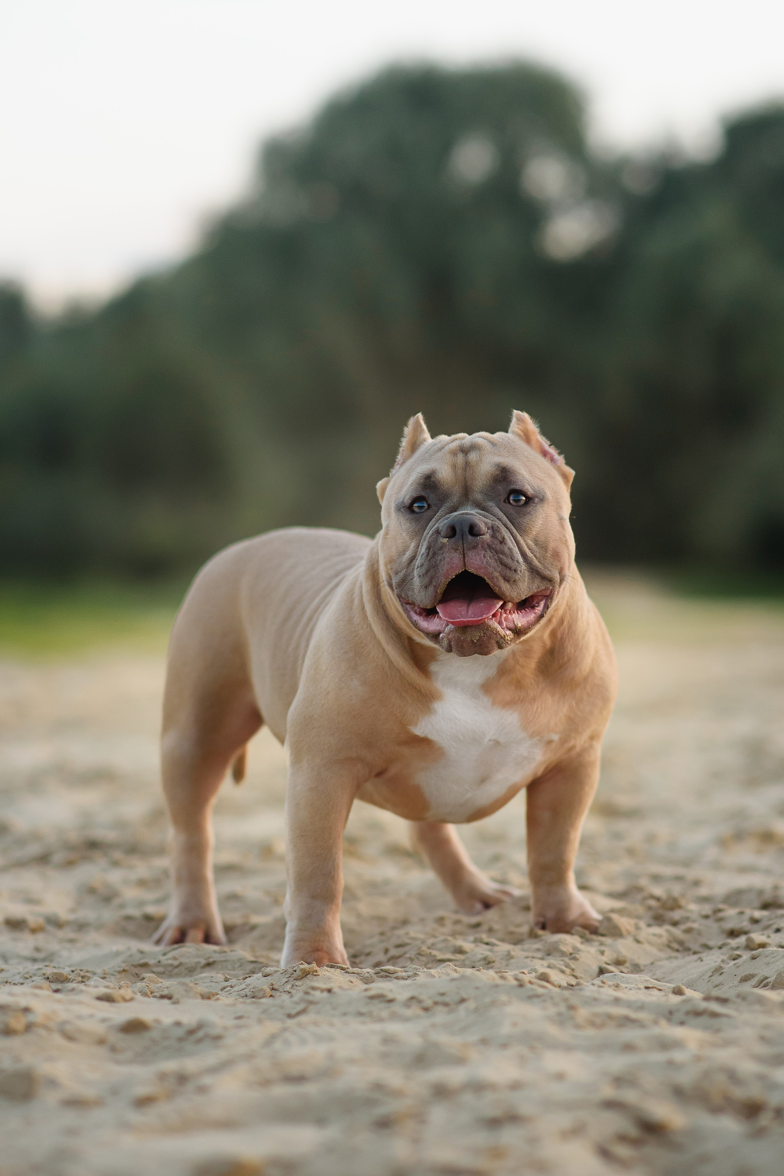 Аляска — Амбулли — 23.08.2024. Фотограф — Анималист | Анна Абрамова