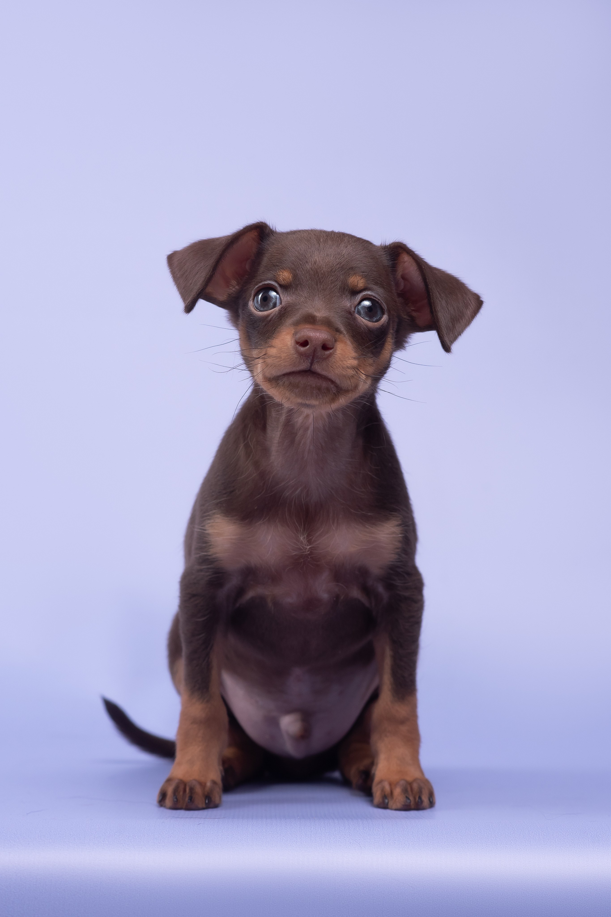 Пражские крысарики — 02.04.2025. Фотограф — Анималист | Анна Абрамова