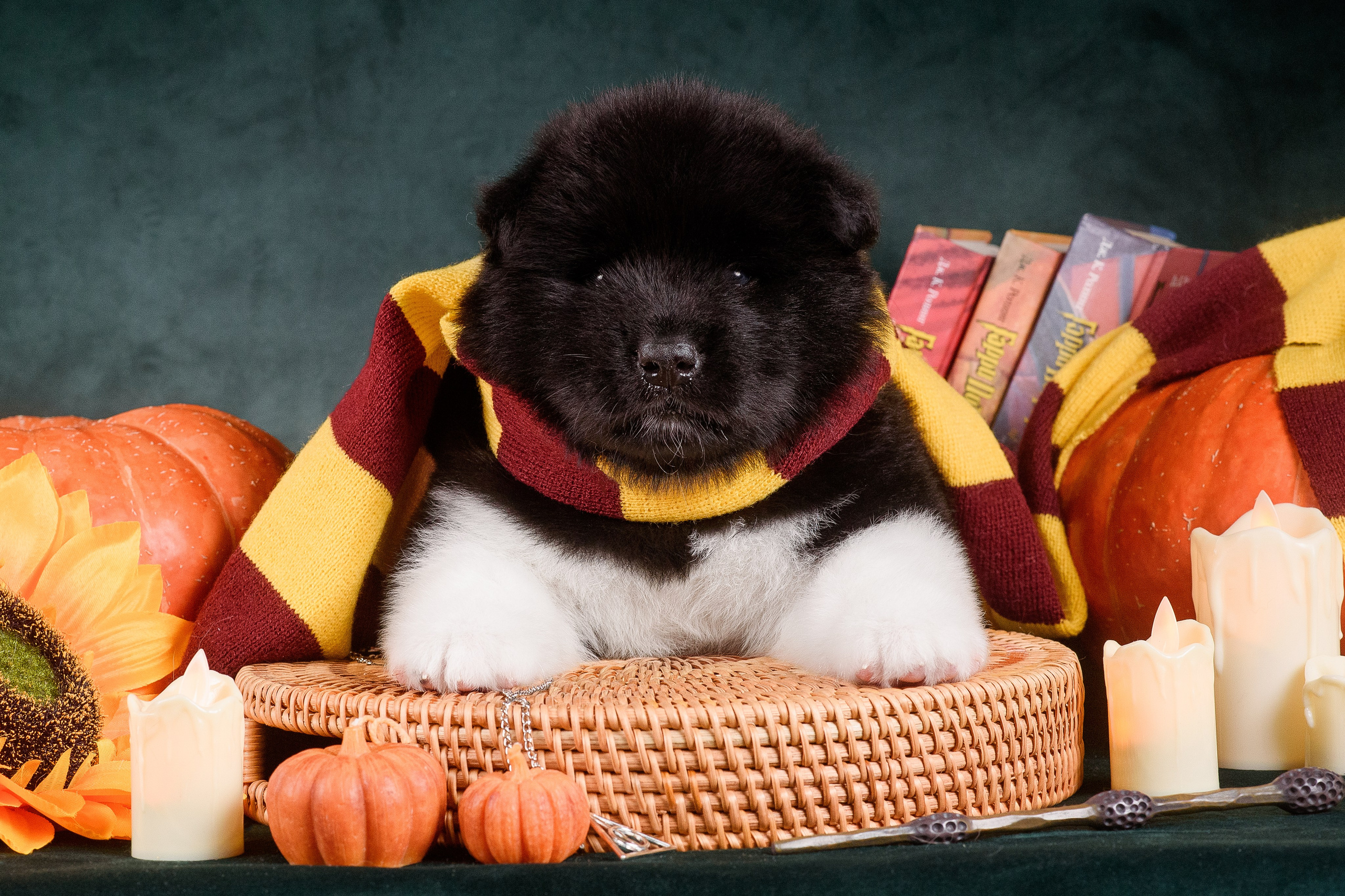 Щенки Американской Акиты — 04.11.2024. Фотограф — Анималист | Анна Абрамова