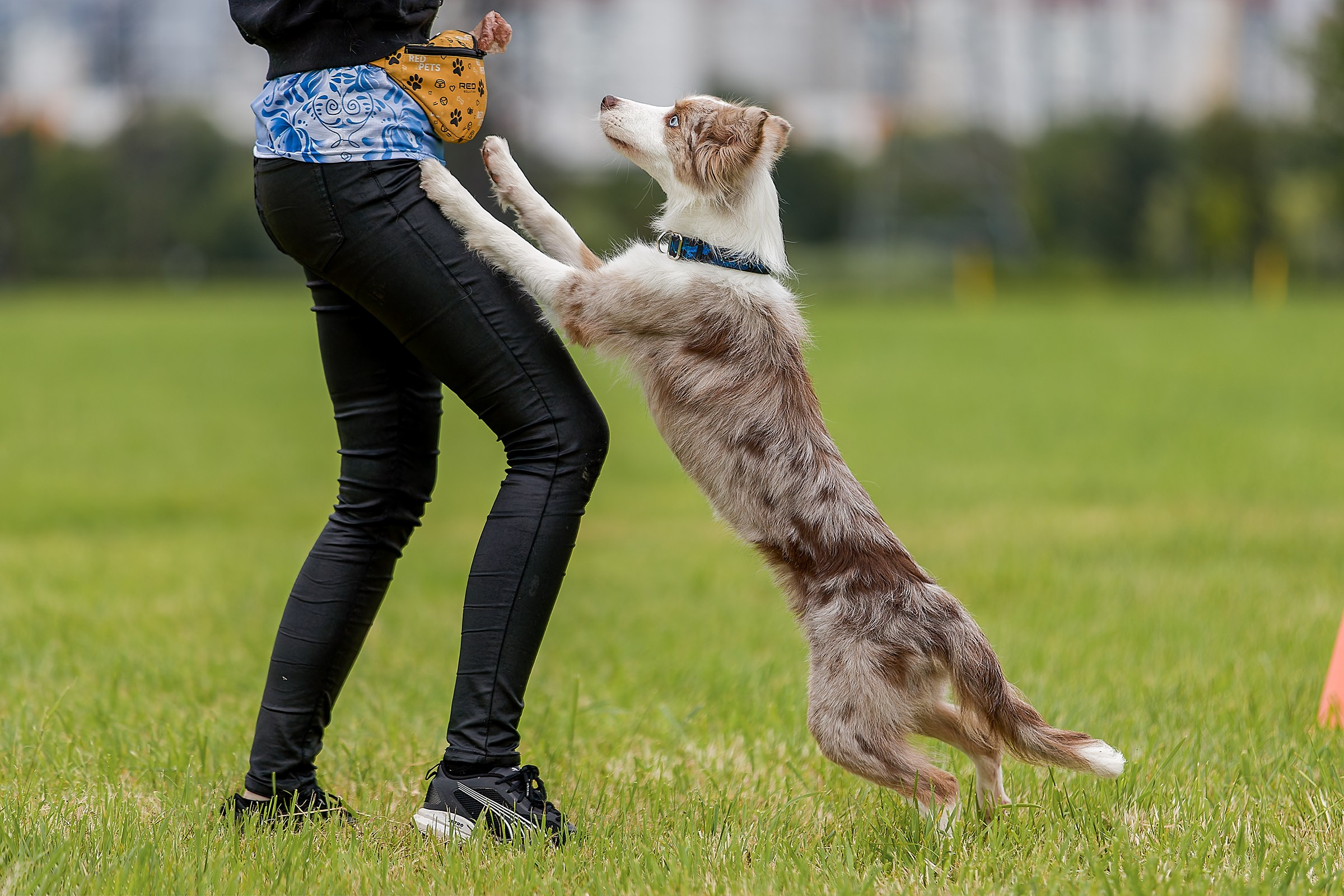 Живая Сила. Семейный фестиваль. Irenephoto.ru