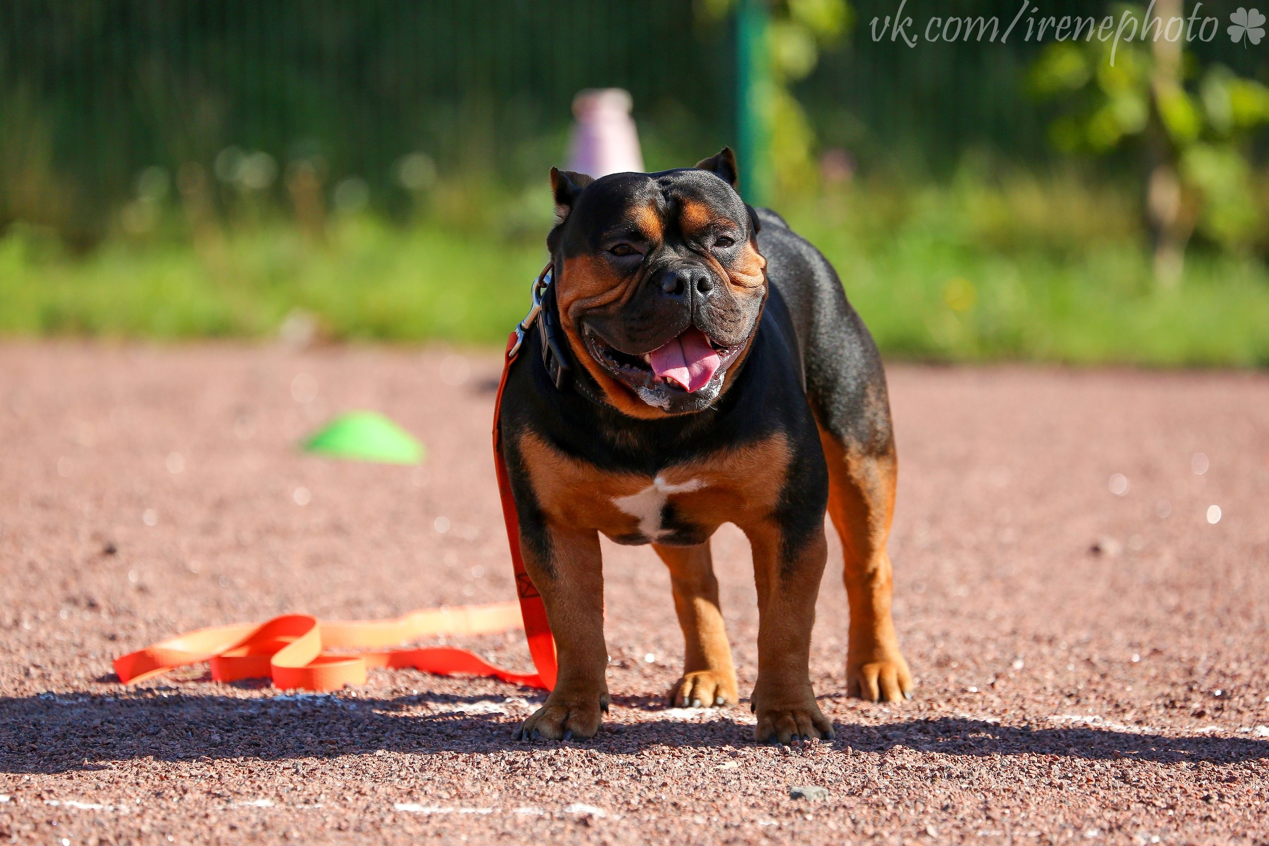 Остановка из движения. Irenephoto.ru