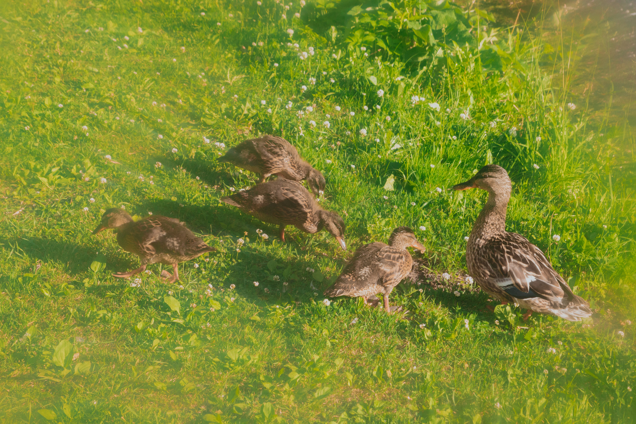 Диана. Анна Мильч