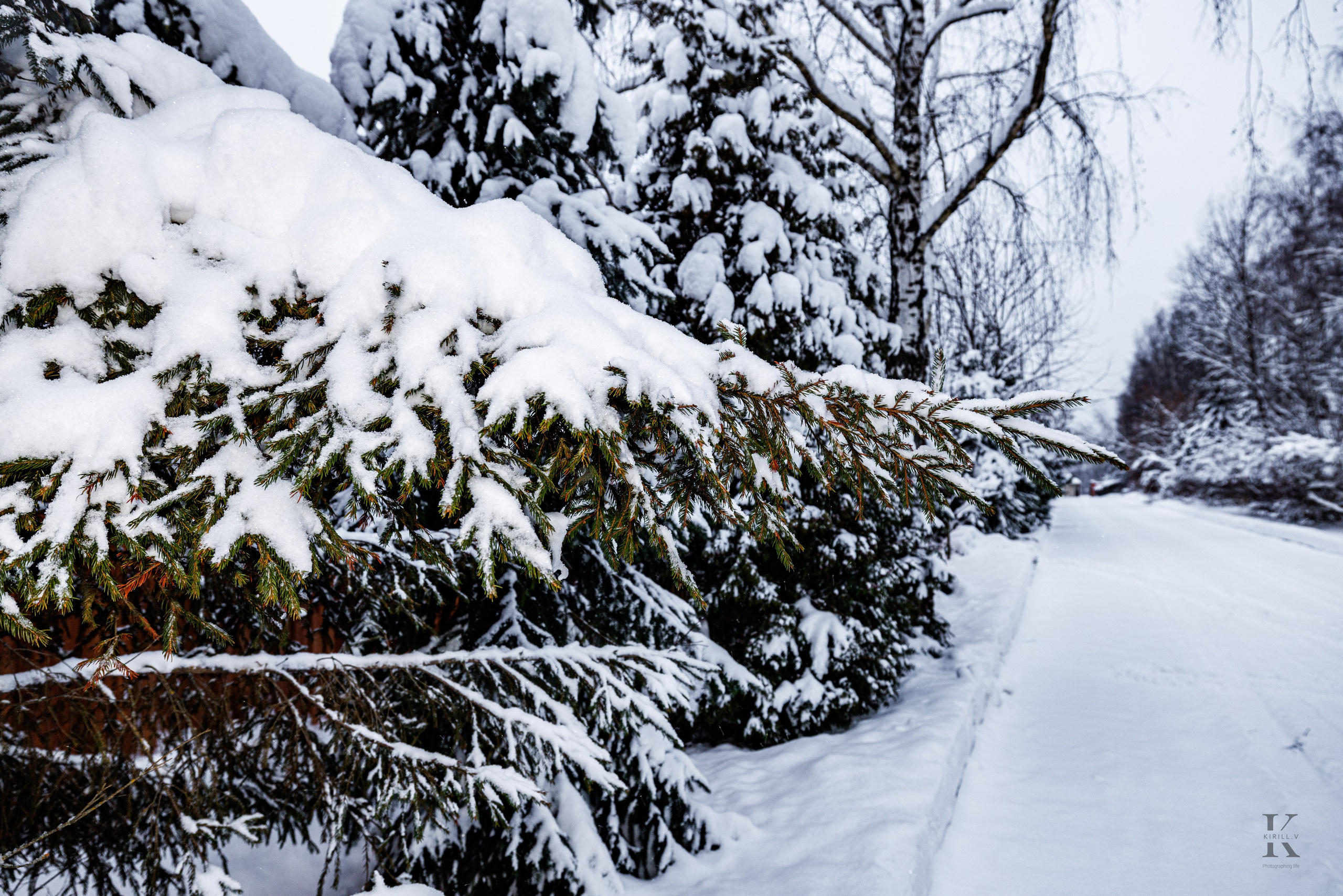 Природа 31 Декабря 2025 года. Клены. Фотографирую жизнь! Московский фотограф волонтер