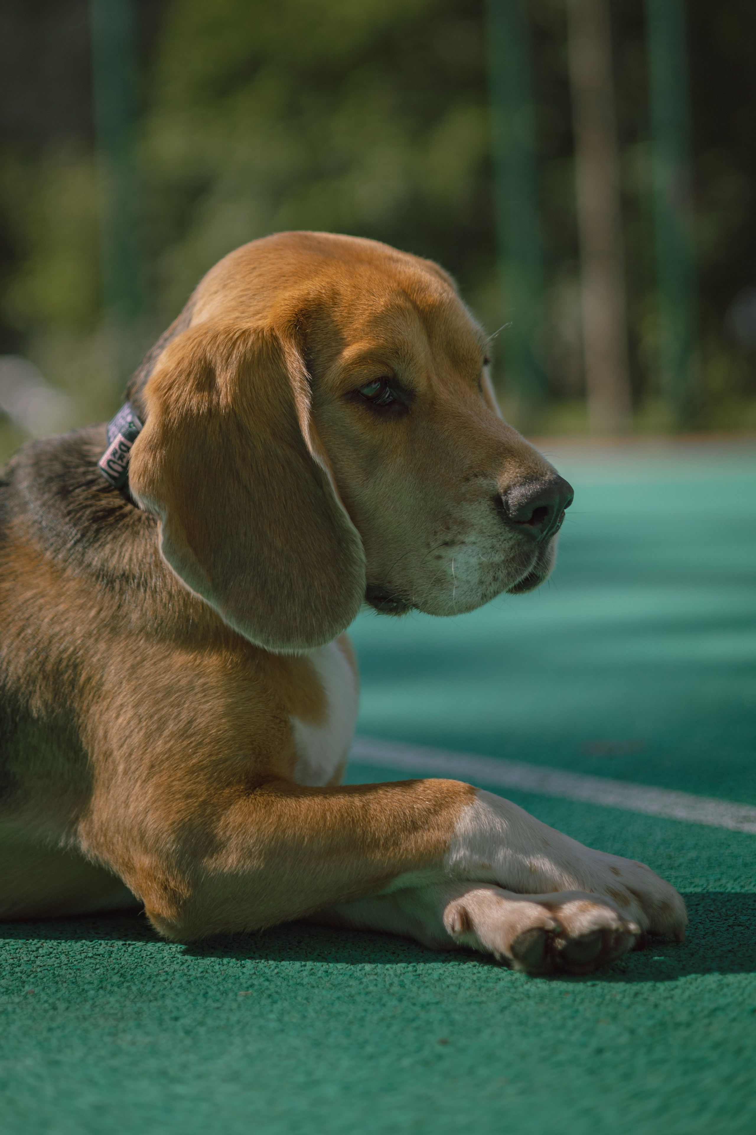 Оуджи и Катя. Фотограф — анималист •love-story•|Санкт-Петербург