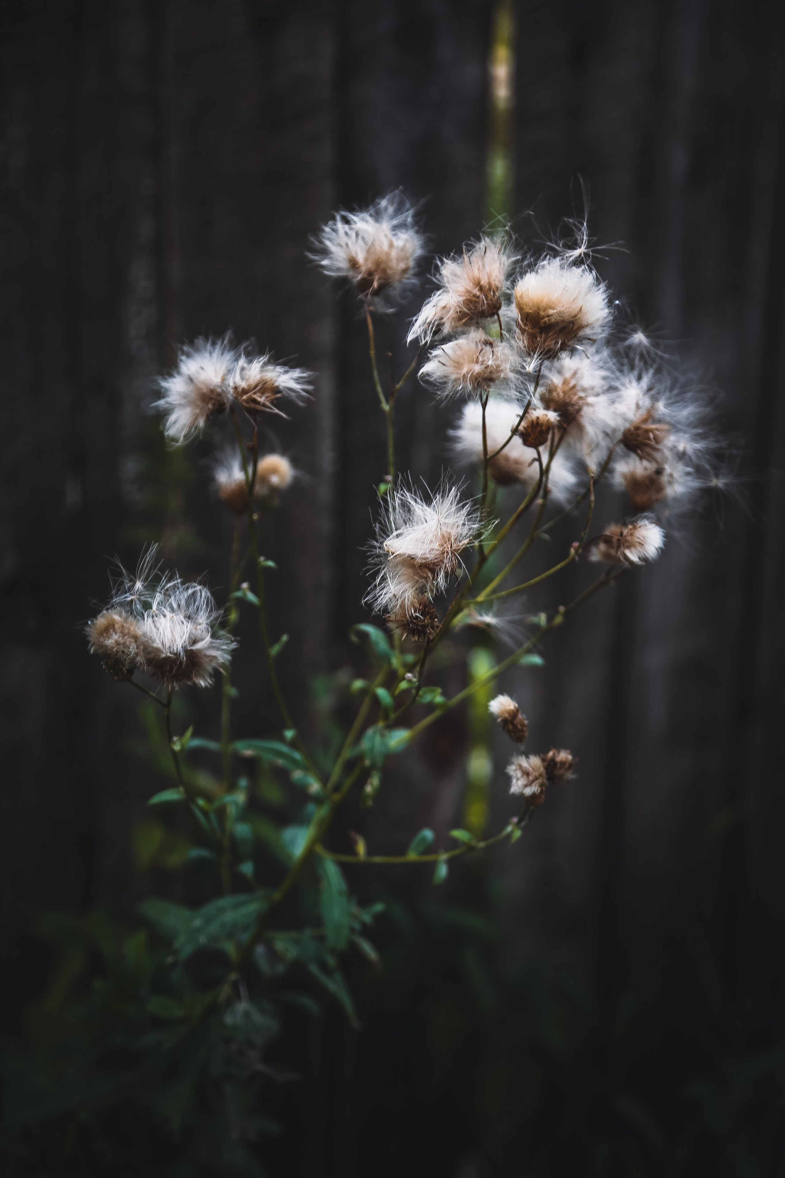 Ростов Великий. Дарья Письменюк / Darya Leitstern — фотограф, музыкант, журналист, путешественник