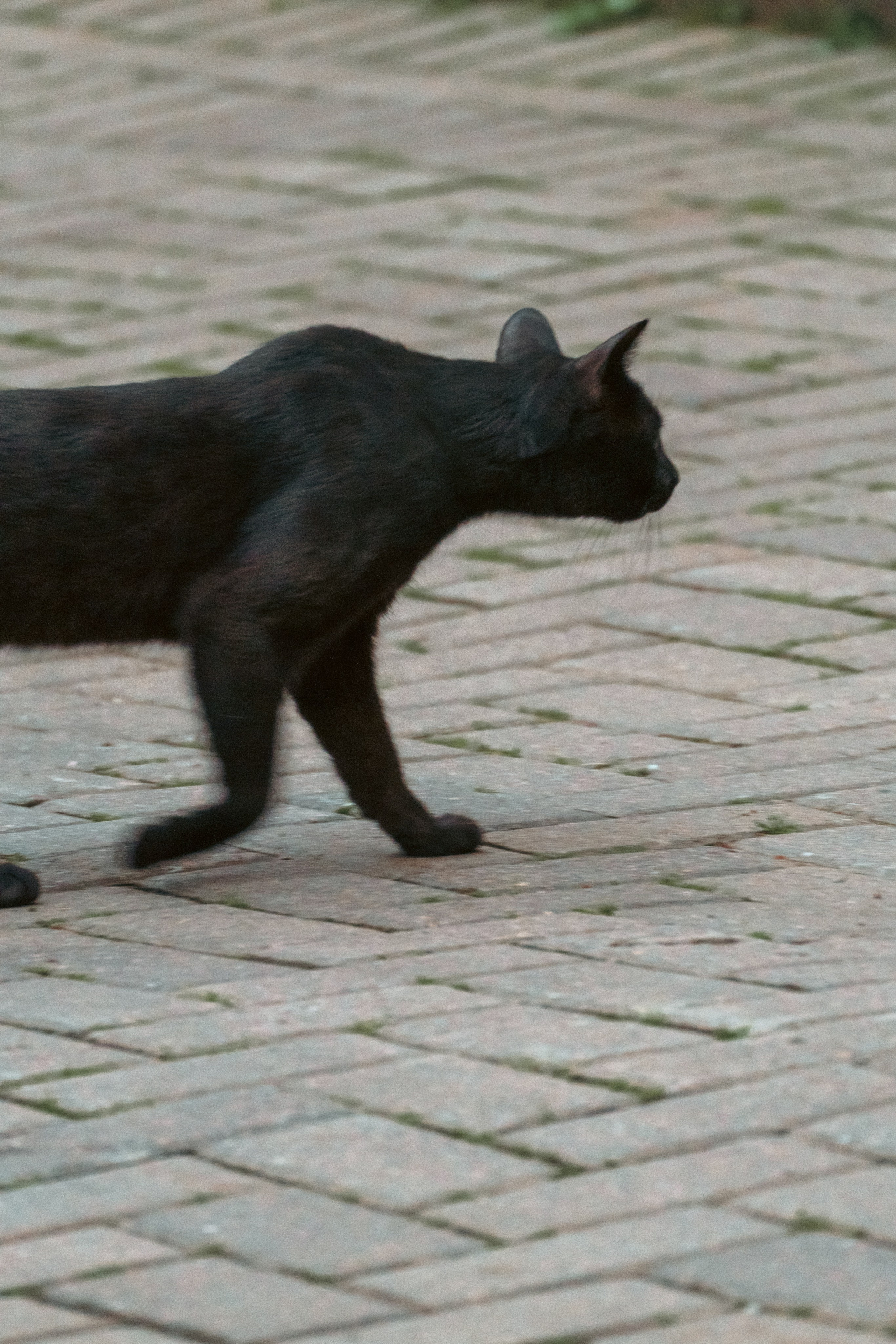 Животные. Фотограф в Санкт-Петербурге Ибрагимова Алина