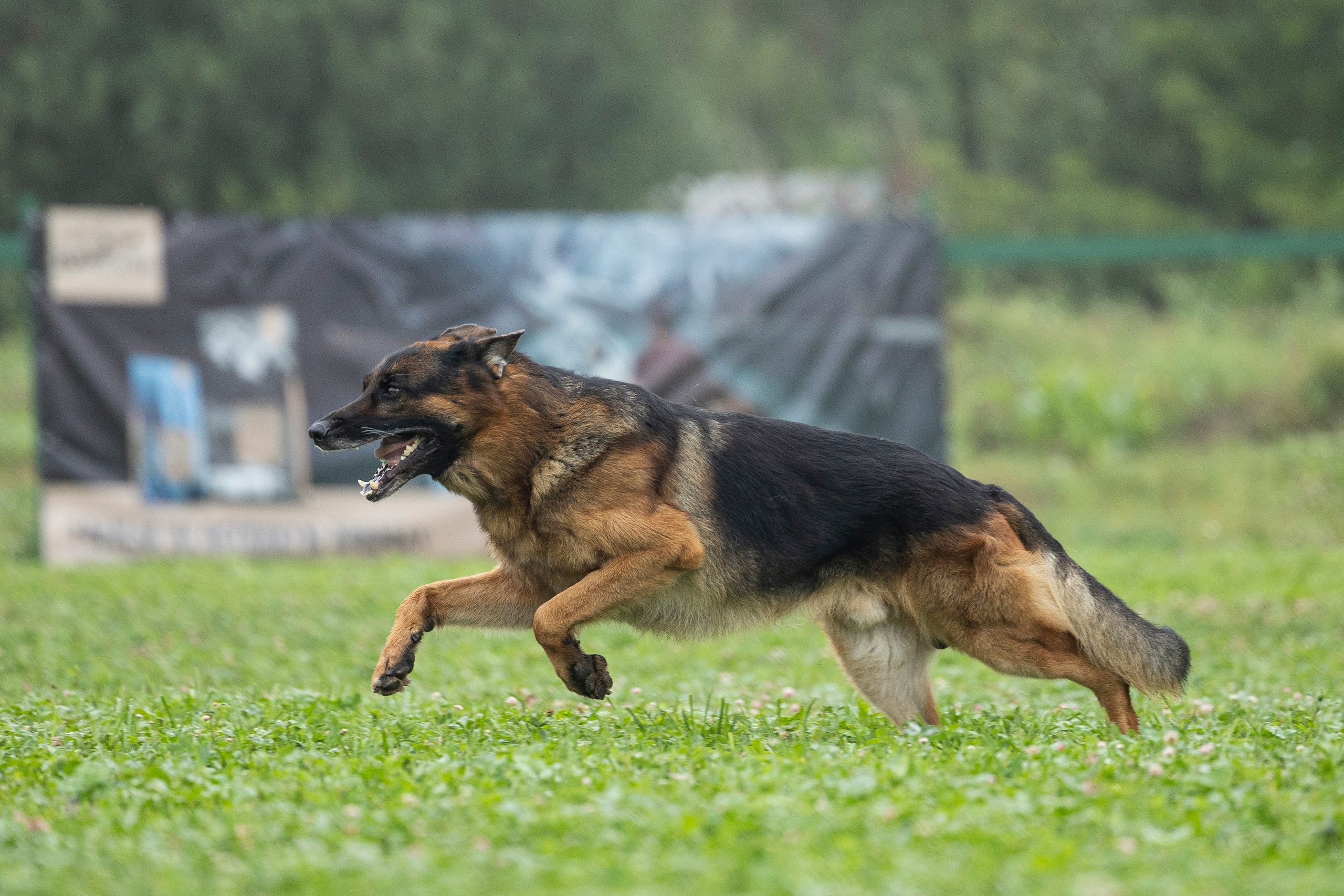 Соревнования по Мондьорингу г. Вологда 10-11.08.2024. Фотограф-анималист Анна Маринич
