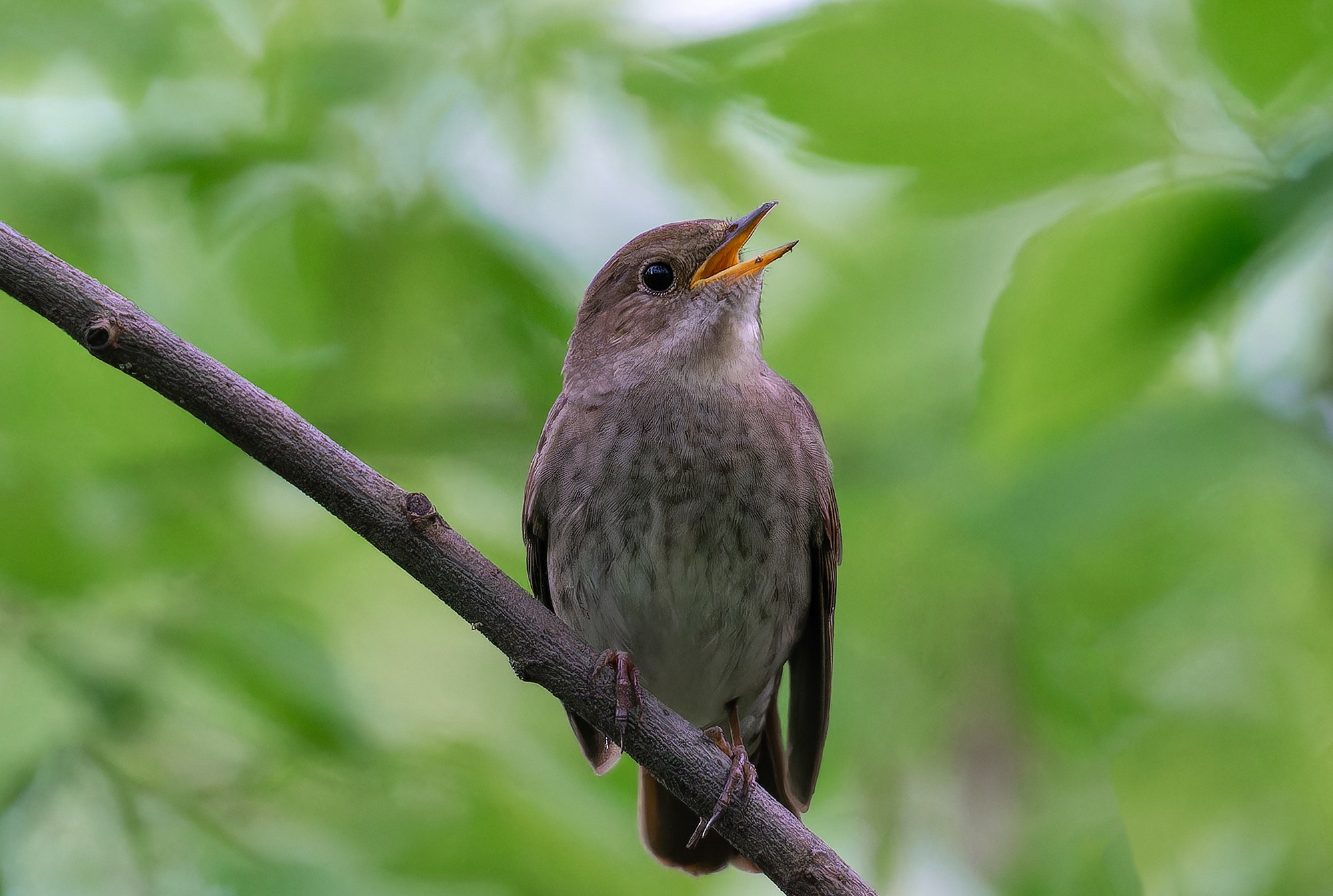 Удивительные мир птиц. Вокруг нас столько прекрасного — присмотритесь!. Ваш личный фотограф Марина Волкова