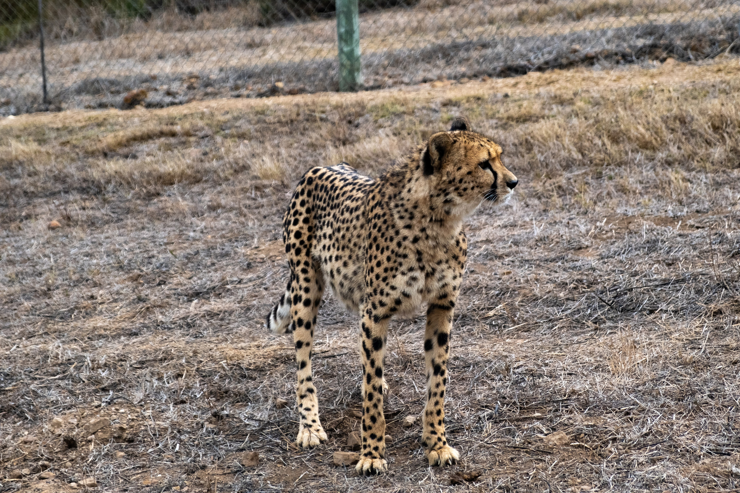 Пингвины и другие. Фотографии из путешествий