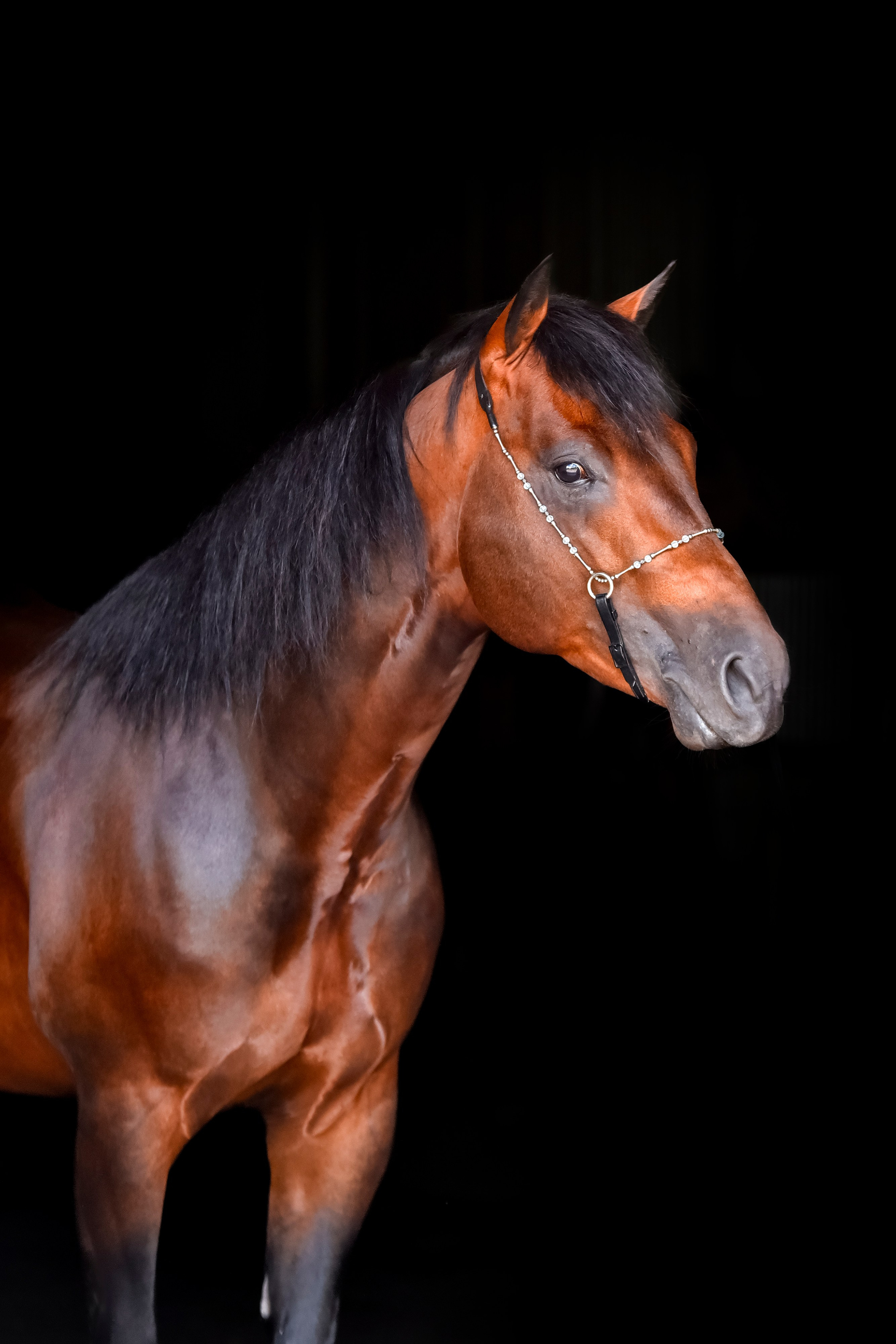 Лошади на свободе, съемка лошадей, экстерьерная съемка, фотосессия