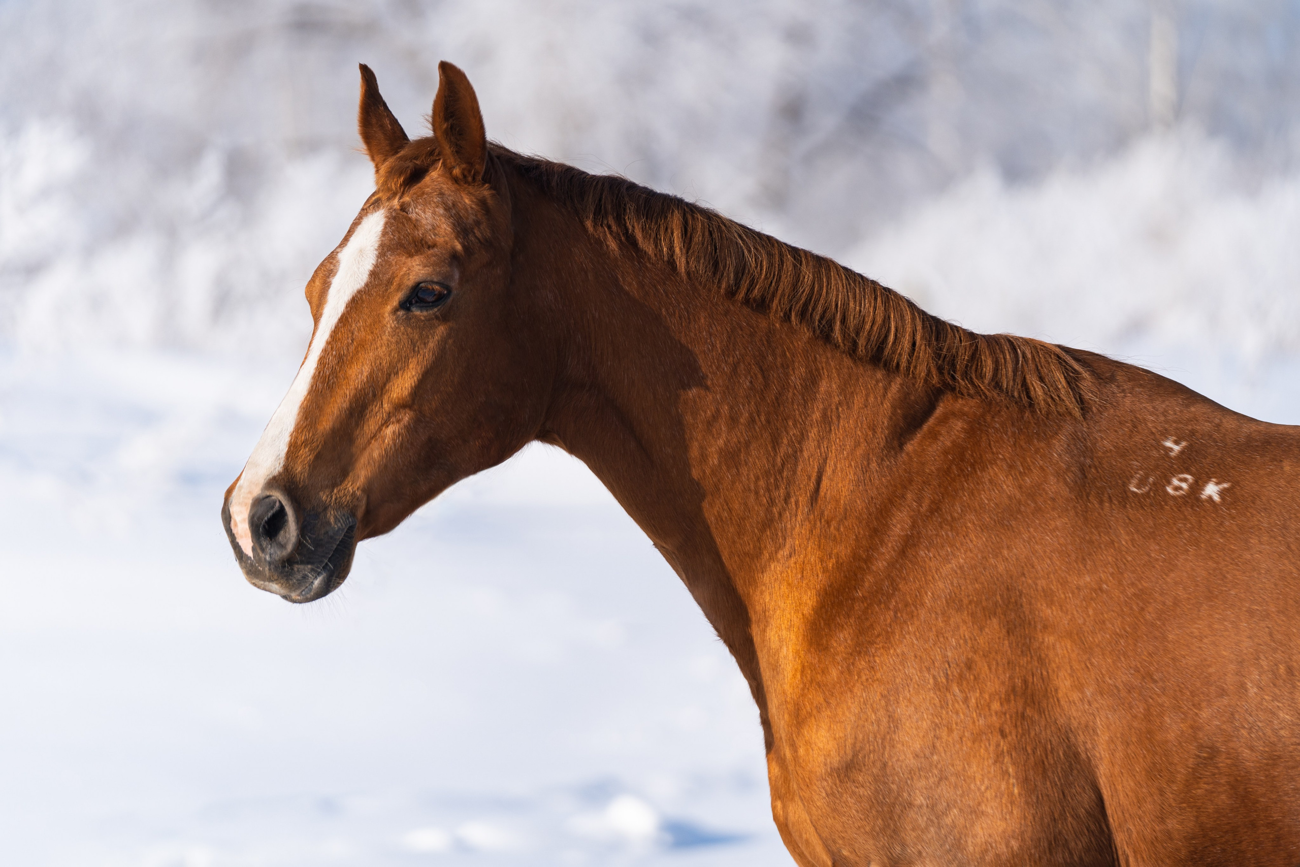 Персия. Главная