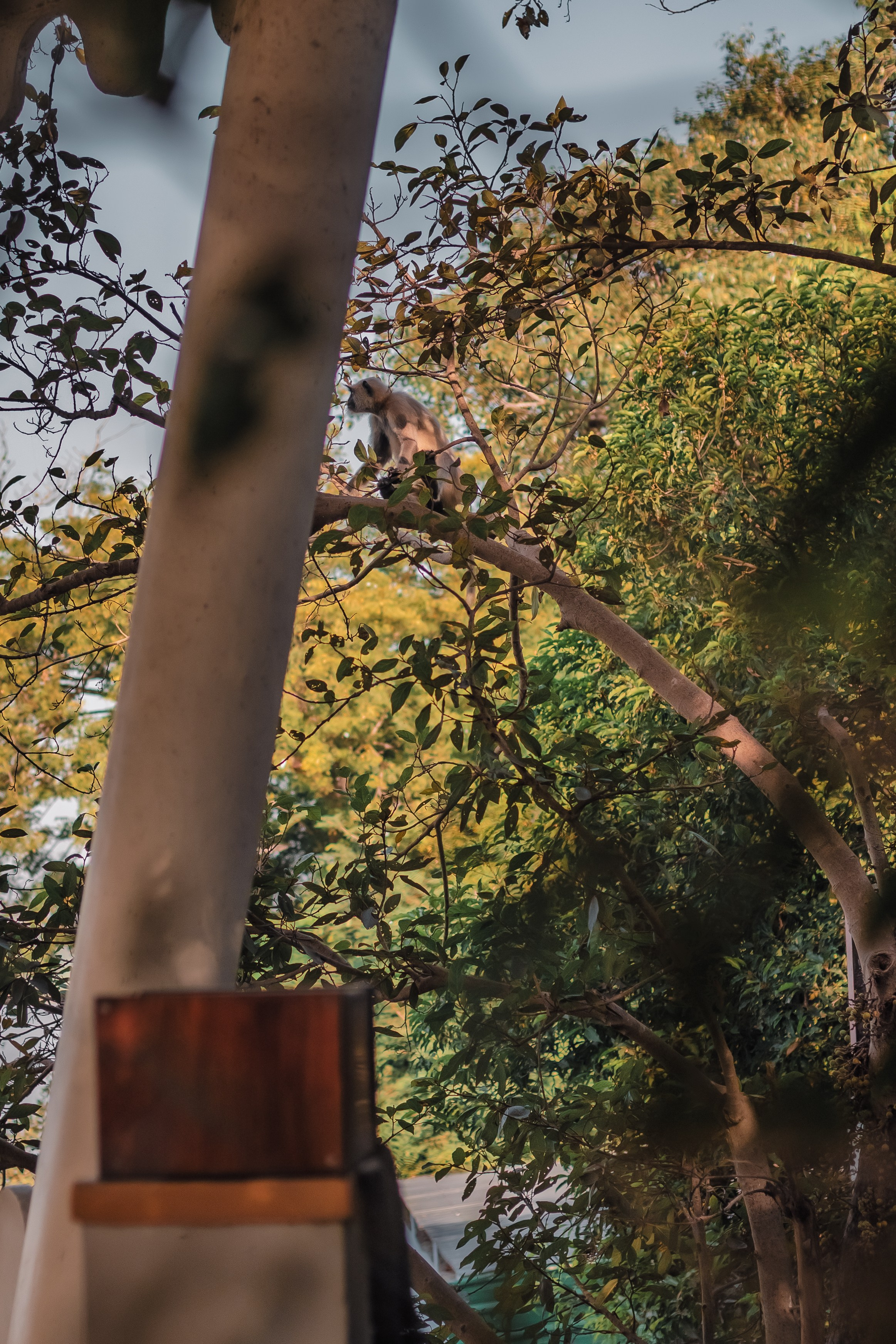 Devraha baba ji ashram life 2025. Mariam Bagdasaryan