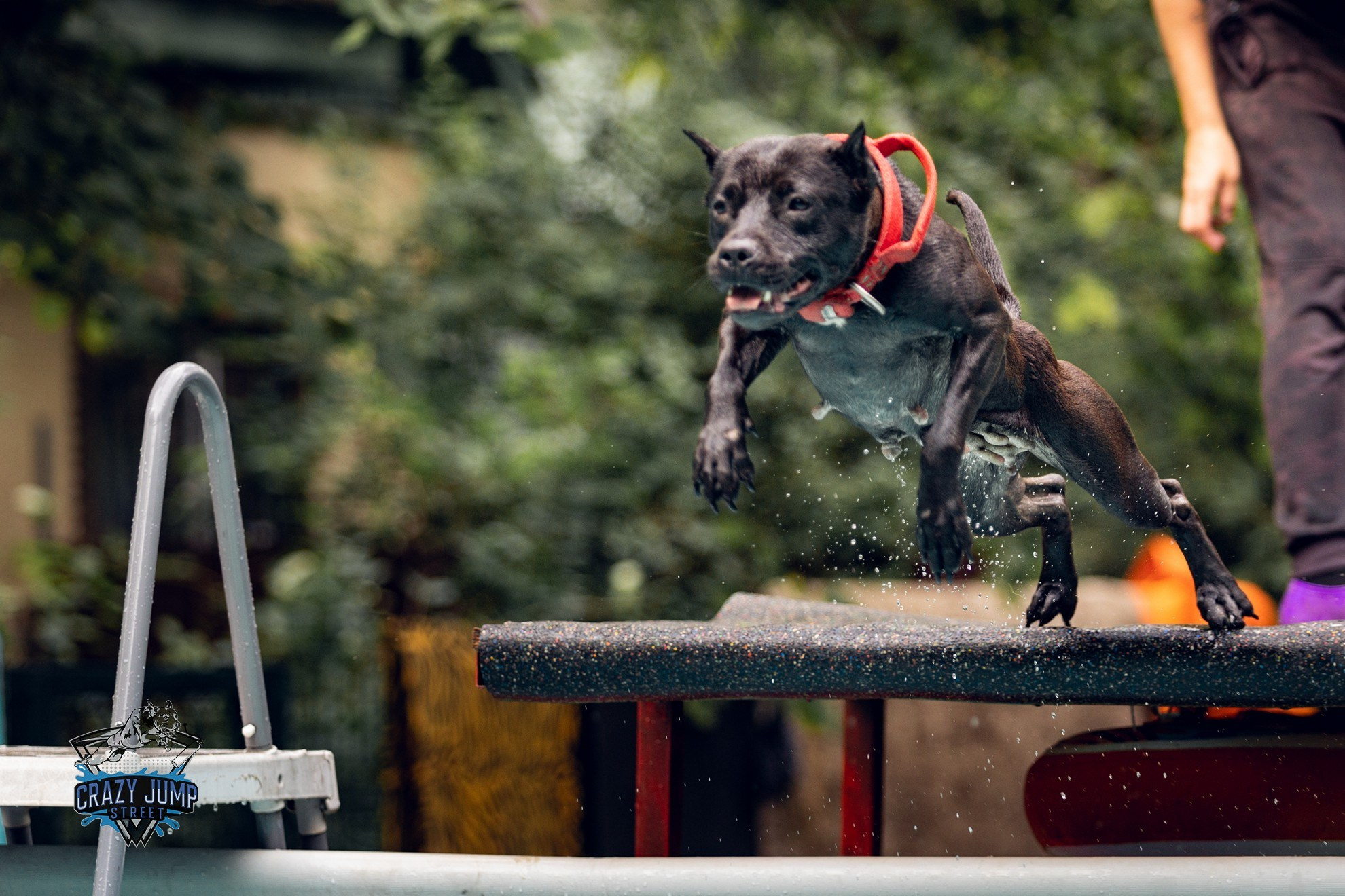 Собаки, спорт, Док дайвинг. Свадебный и репортажный фотограф в Москве и Московской области