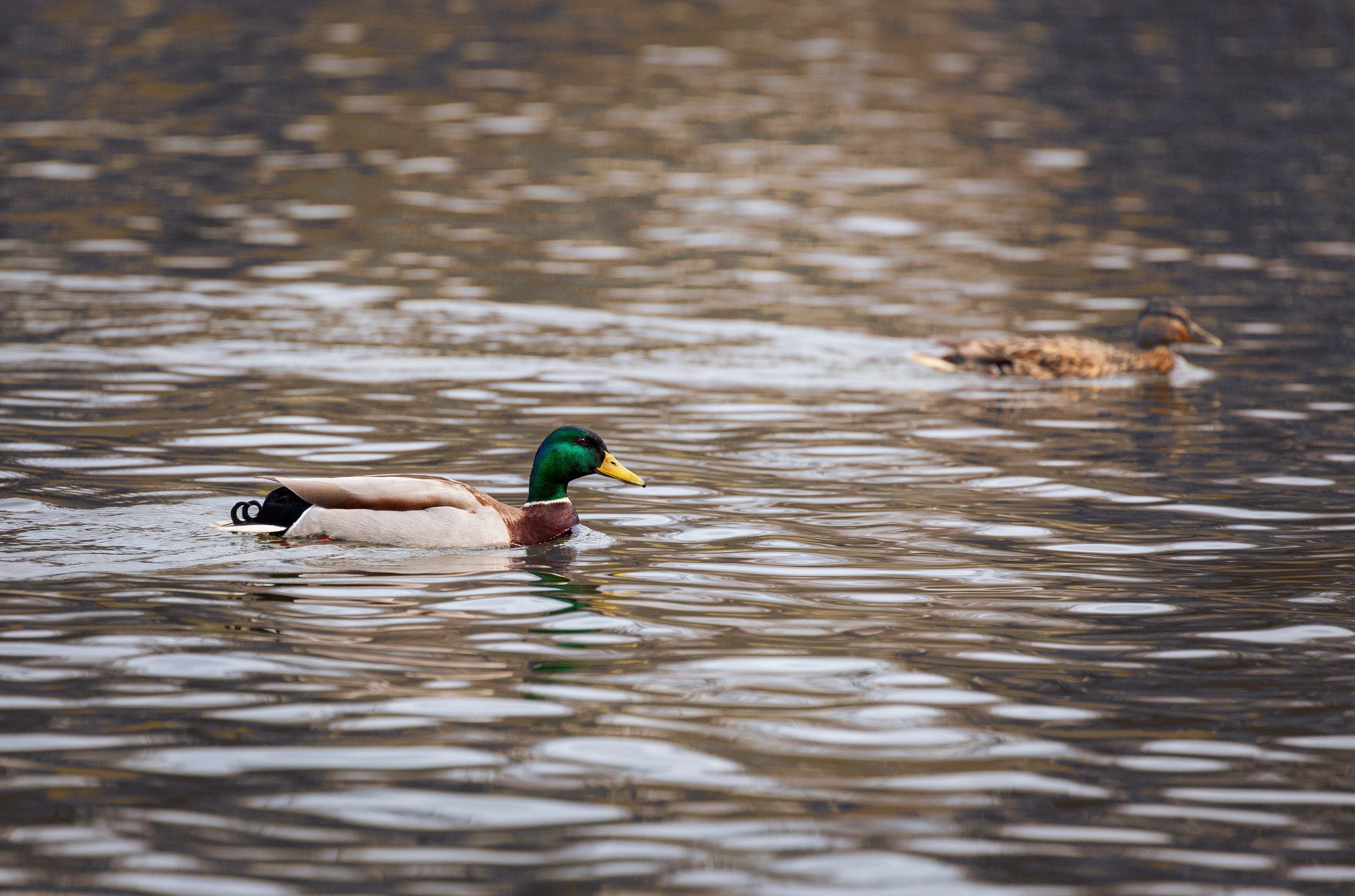 История любви в дикой природе. Фотохудожник Артём Парамонов